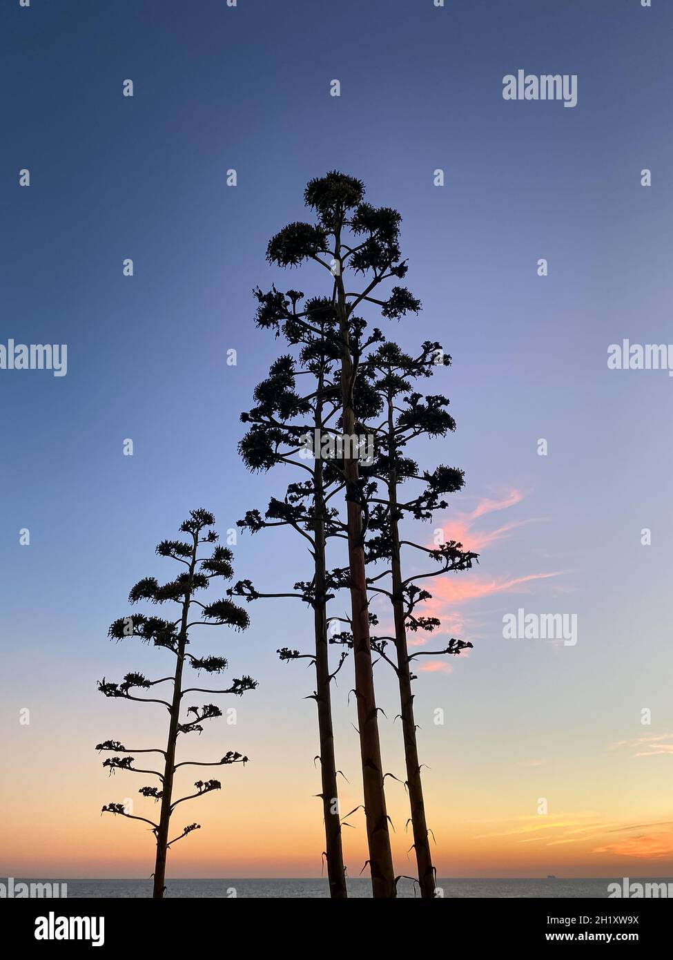 Trees Silhouettes over a sunset Stock Photo - Alamy