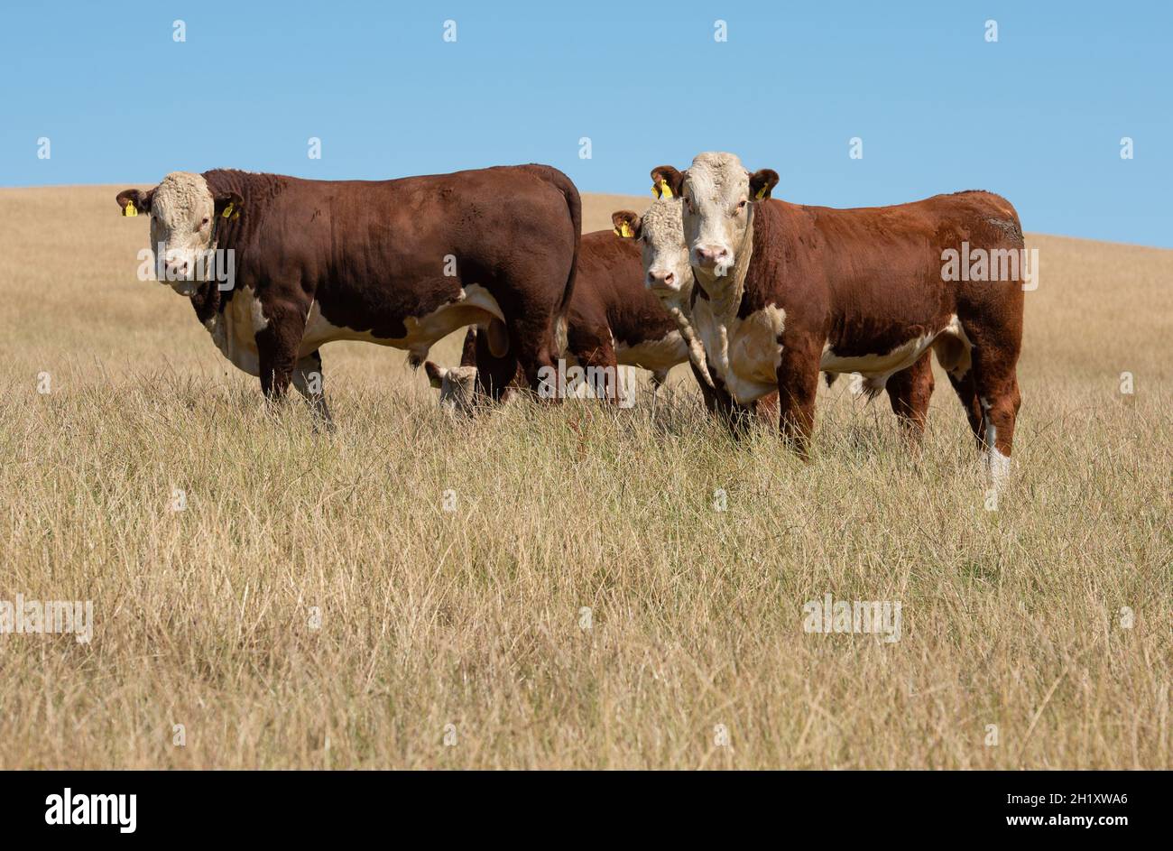 Hereford young bulls in a field, Dumfries and Galloway, Scotland, UK Stock Photo