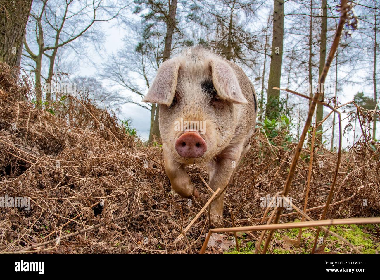 Gloucester Old Spot young boar in woodland, Yorkshire, UK Stock Photo