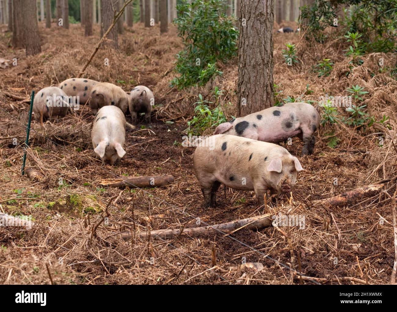 Gloucester Old Spot sows in woodland, Yorkshire, UK Stock Photo