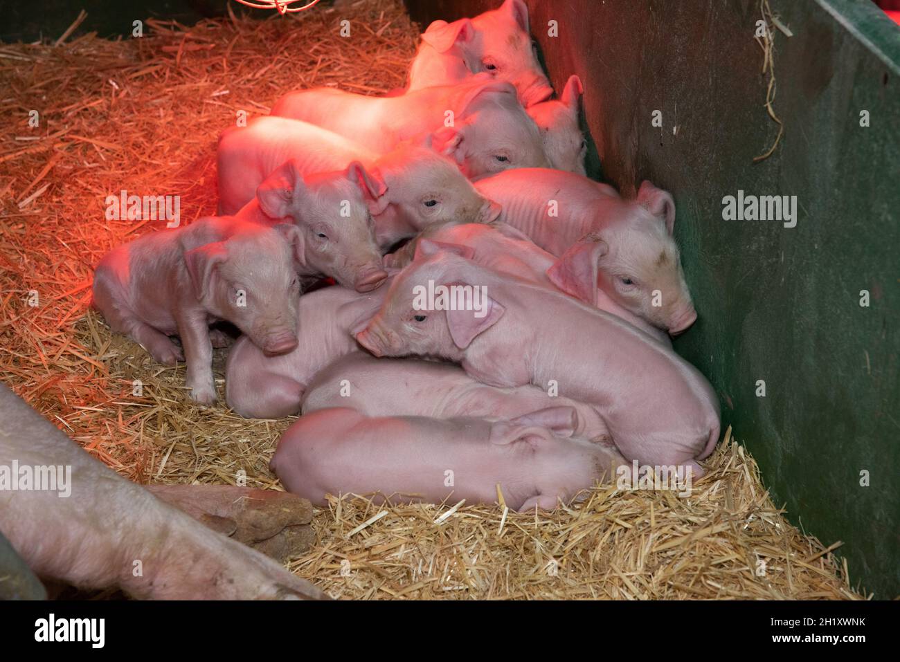 Welsh piglets under a heat lamp, North Wales, UK Stock Photo Alamy