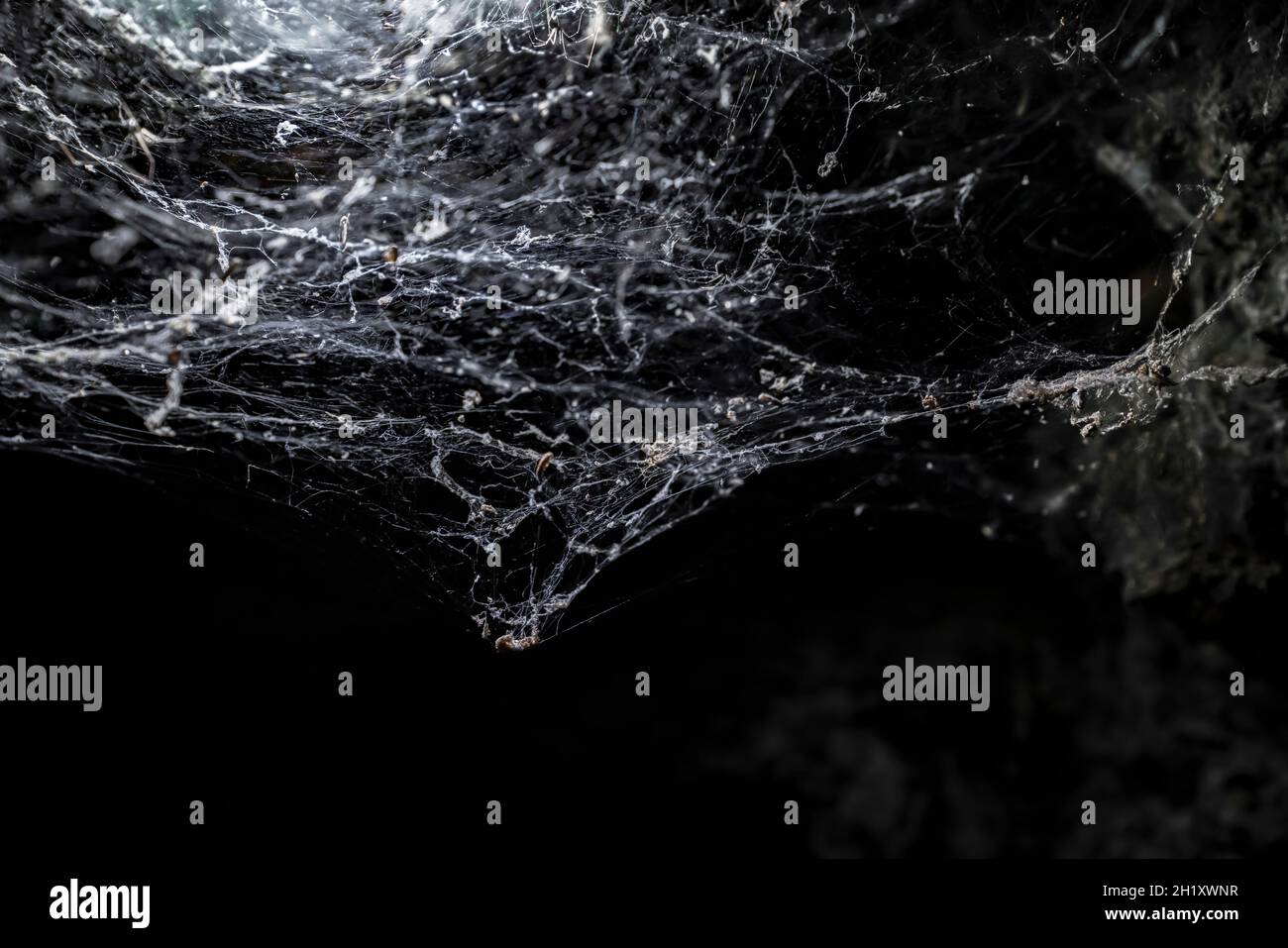 White web on black background. Concept of dangers and trap. Copy space Stock Photo
