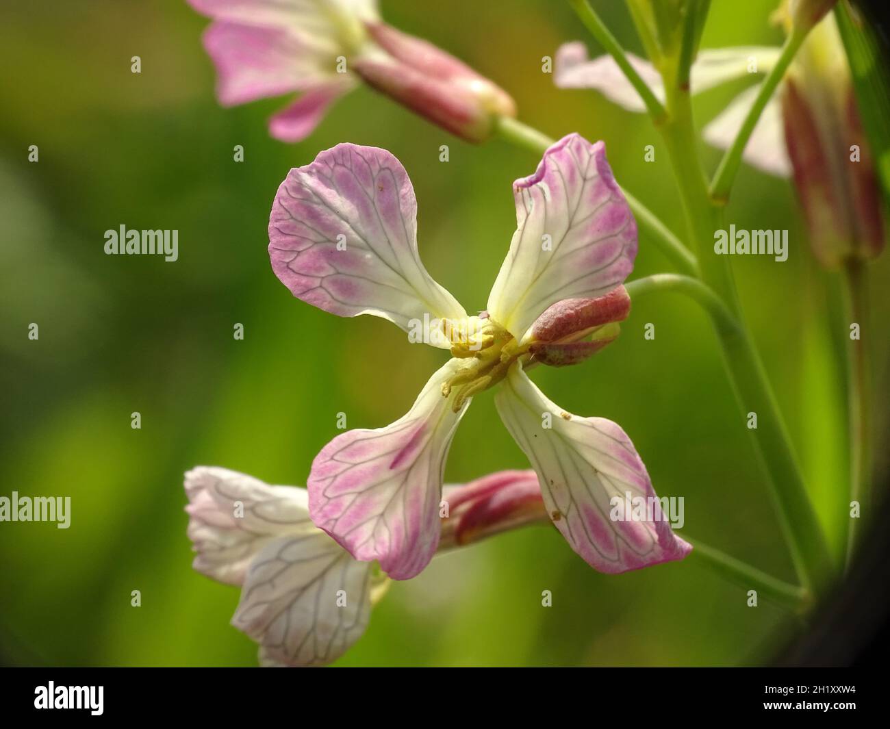 macro of a beautiful pink flower of the wild radish (Raphanus raphanistrum), with a green blurred background Stock Photo