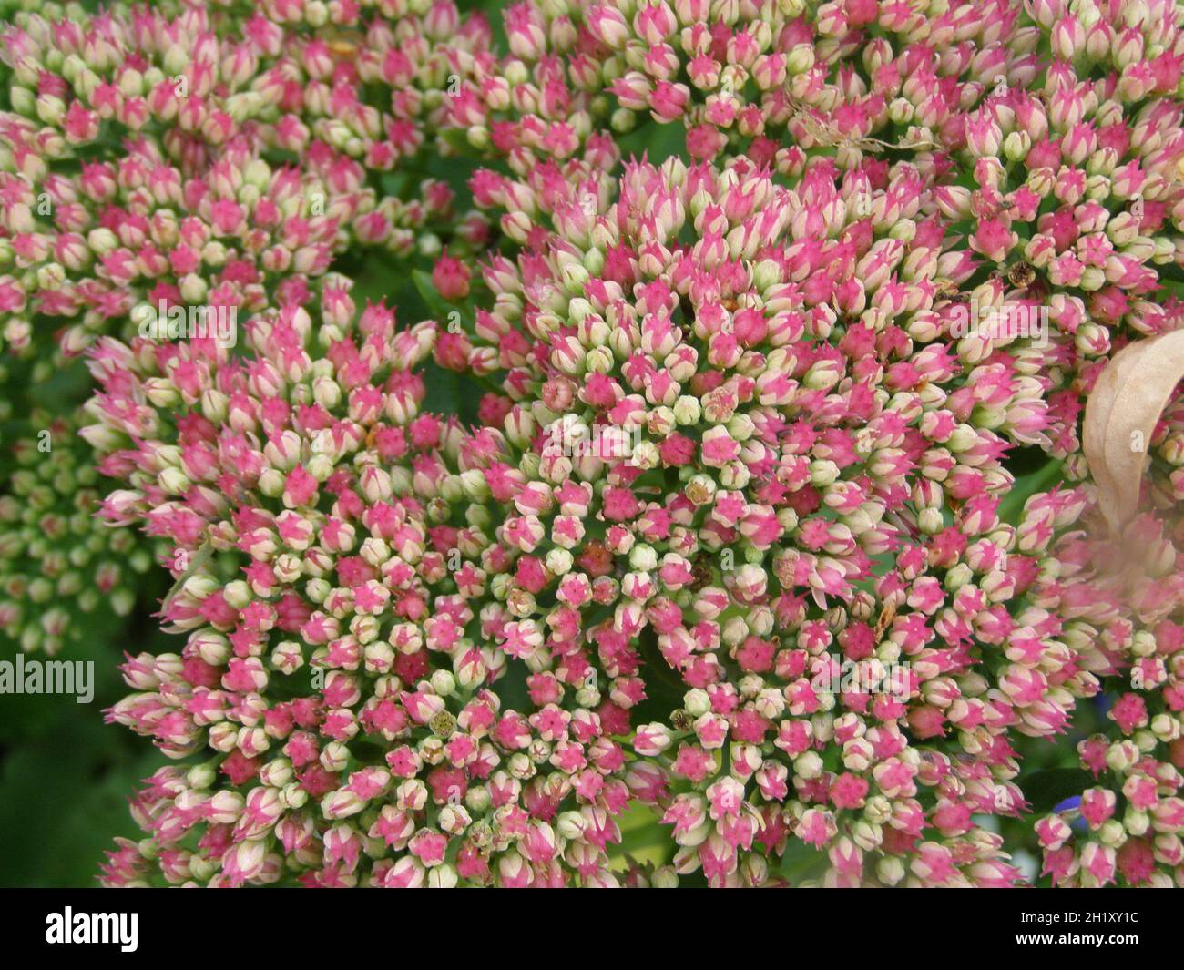 close up of blooming pink sedum (spectabile) Stock Photo