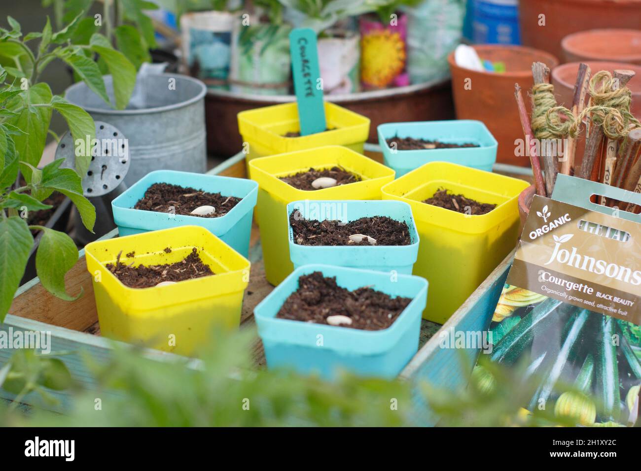 Sowing courgette seed in pots. Sowing courgettes by placing each seed on its side edge