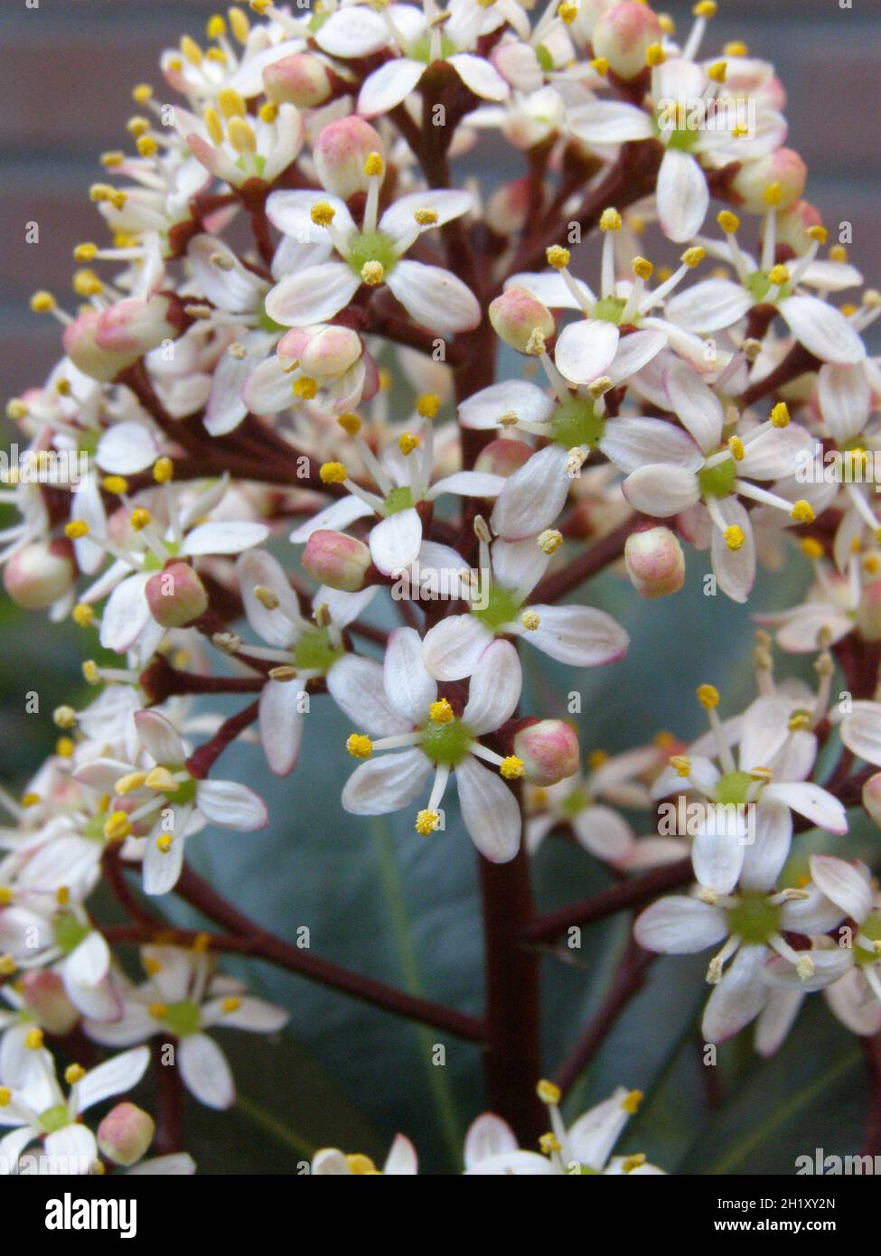 macro of the blooming flowers of a skimmia (skimmia rubbela red flower) Stock Photo