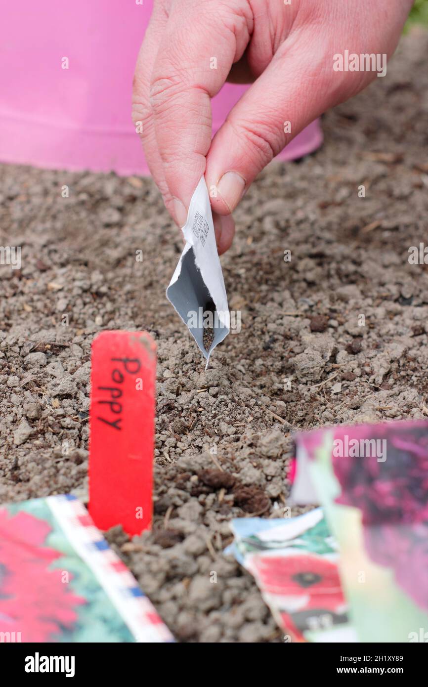 Sowing annuals soil hires stock photography and images Alamy