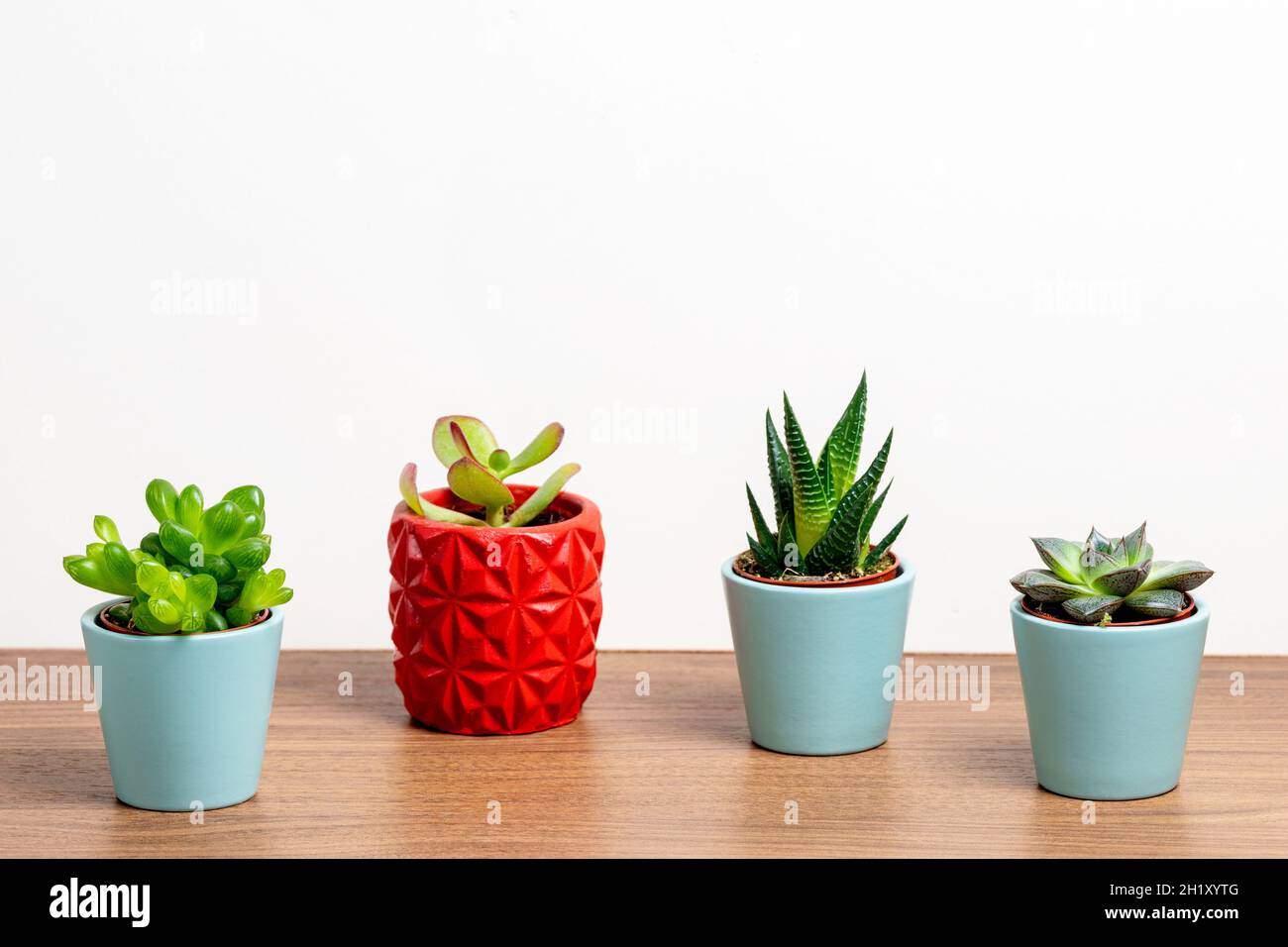 Close up photo of colourful succulents standing on wooden table.House decoration concept. Stock Photo