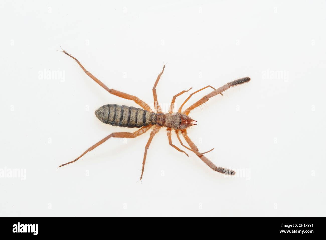 Solifuges, also called camel spiders, are a relatively large order of arachnids Stock Photo