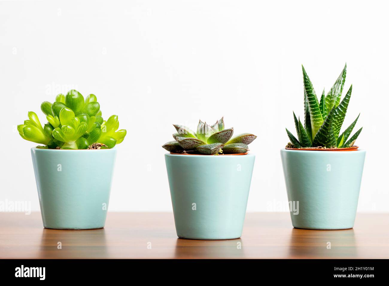 Close up photo of colourful succulents standing on wooden table.House decoration concept. Stock Photo