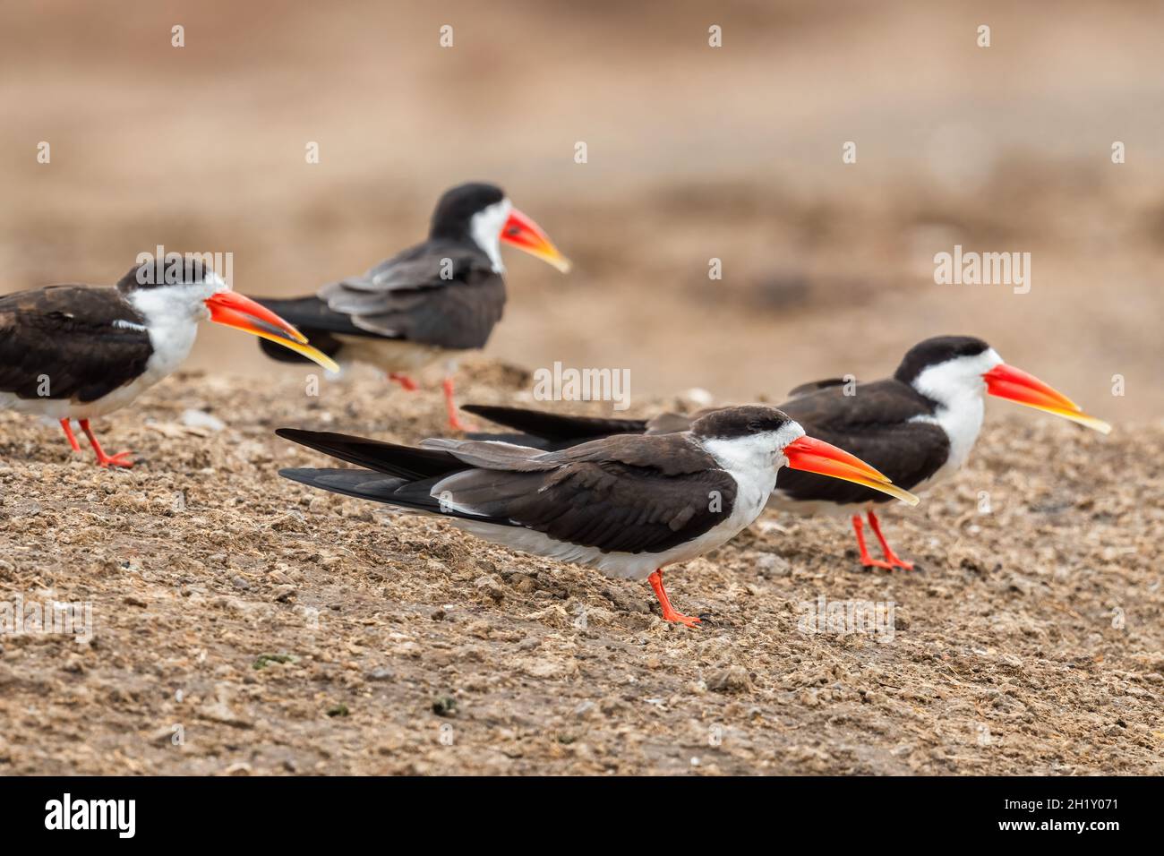 African Skimmer - Rynchops flavirostris, special long billed bird from African lakes and rivers, Queen Elizabeth National Park, Uganda. Stock Photo