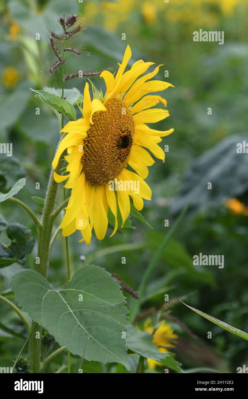 Pick your own sunflowers hires stock photography and images Alamy