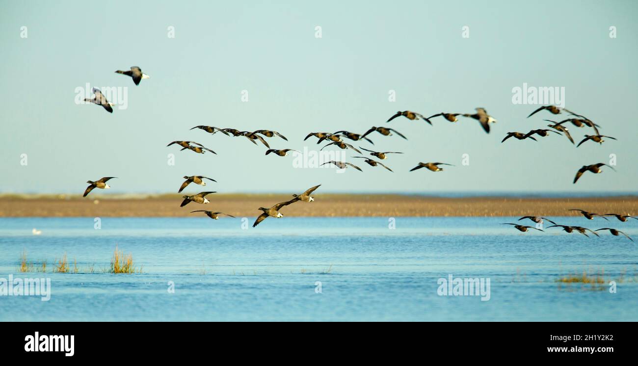 Flock of 40 Brent Geese (Branta bernicla) coming in to land on the edge of a salt marsh. Stock Photo