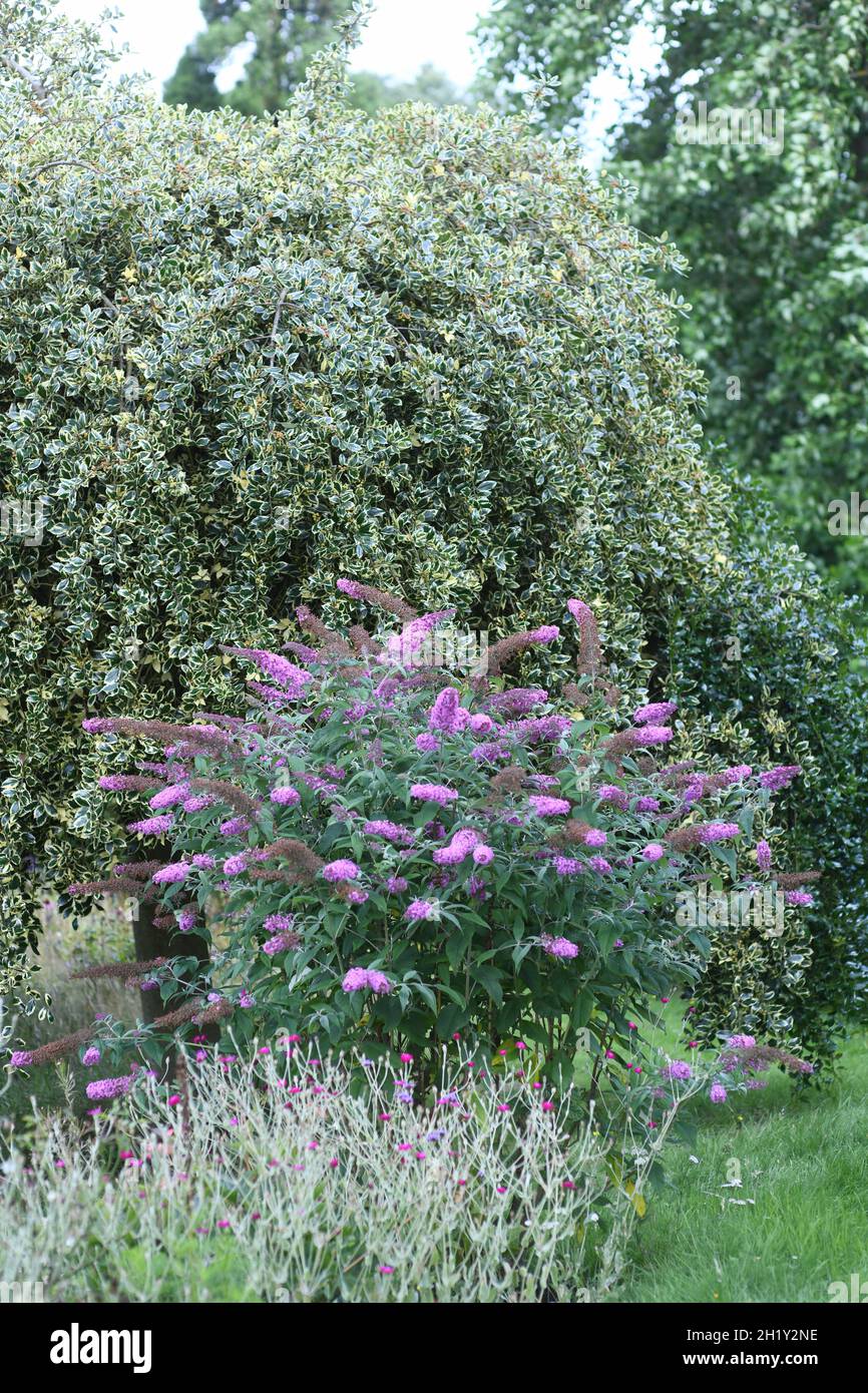 Buddleia and Holly in a garden Stock Photo