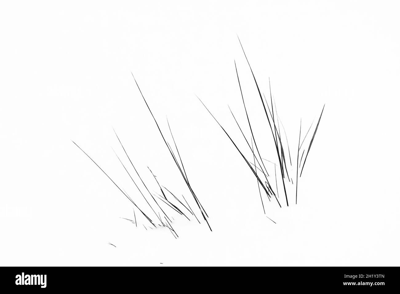 Grass isolated on a white background Stock Photo - Alamy