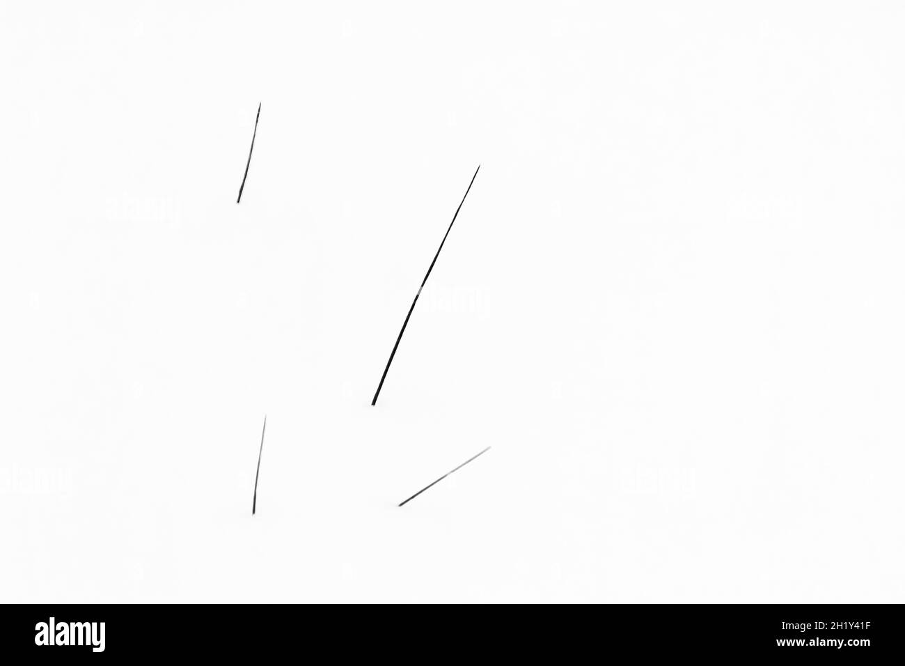 Grass isolated on a white background Stock Photo - Alamy