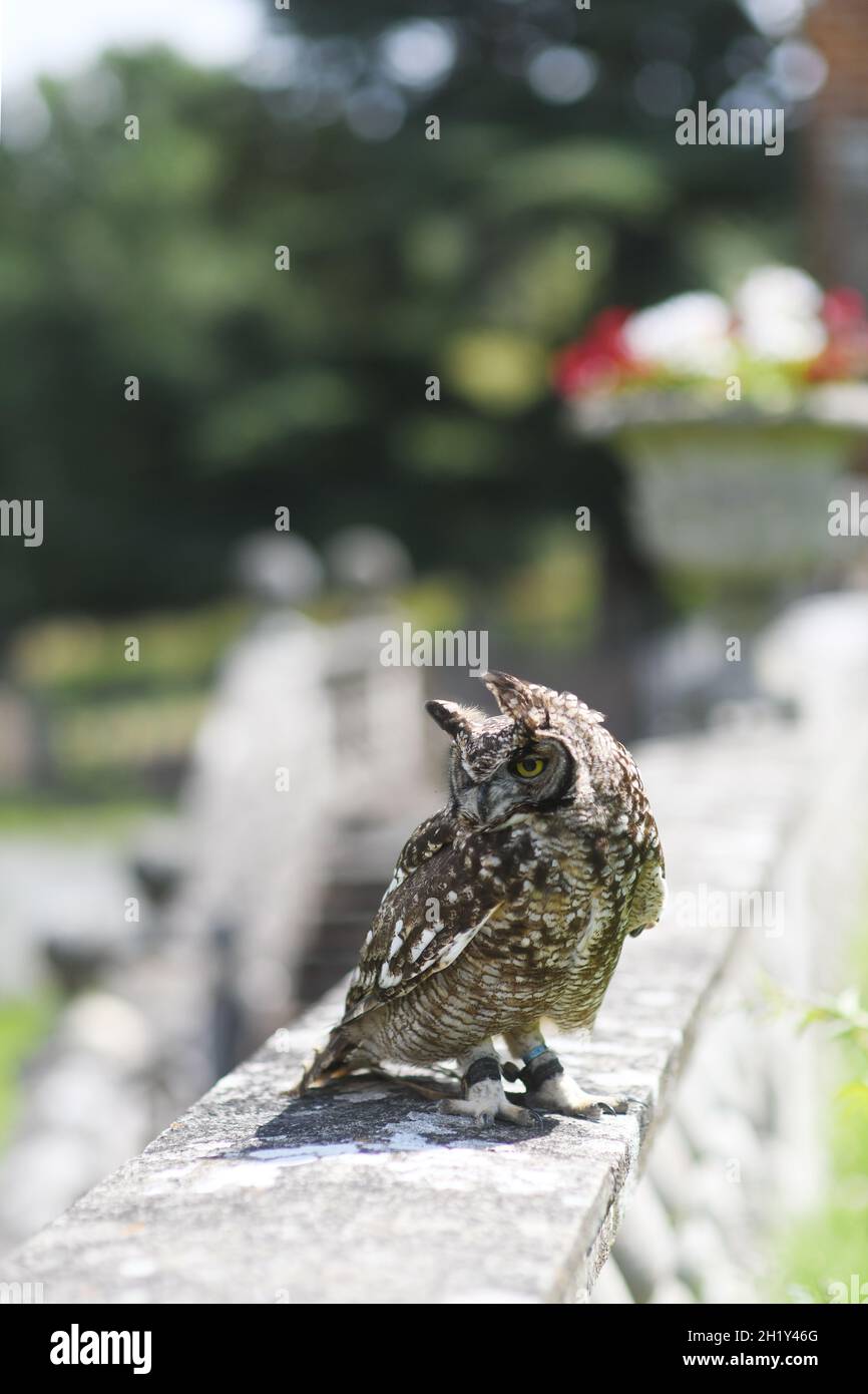 Owl on a garden wall Stock Photo