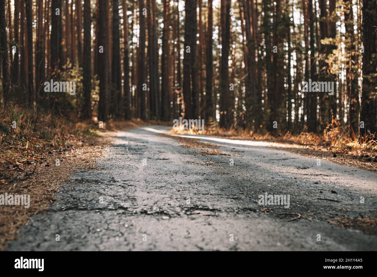Old abandoned asphalt road in the autumn pine forest. Mystery autumn forest landscape. Beauty in nature. Selective focus Stock Photo