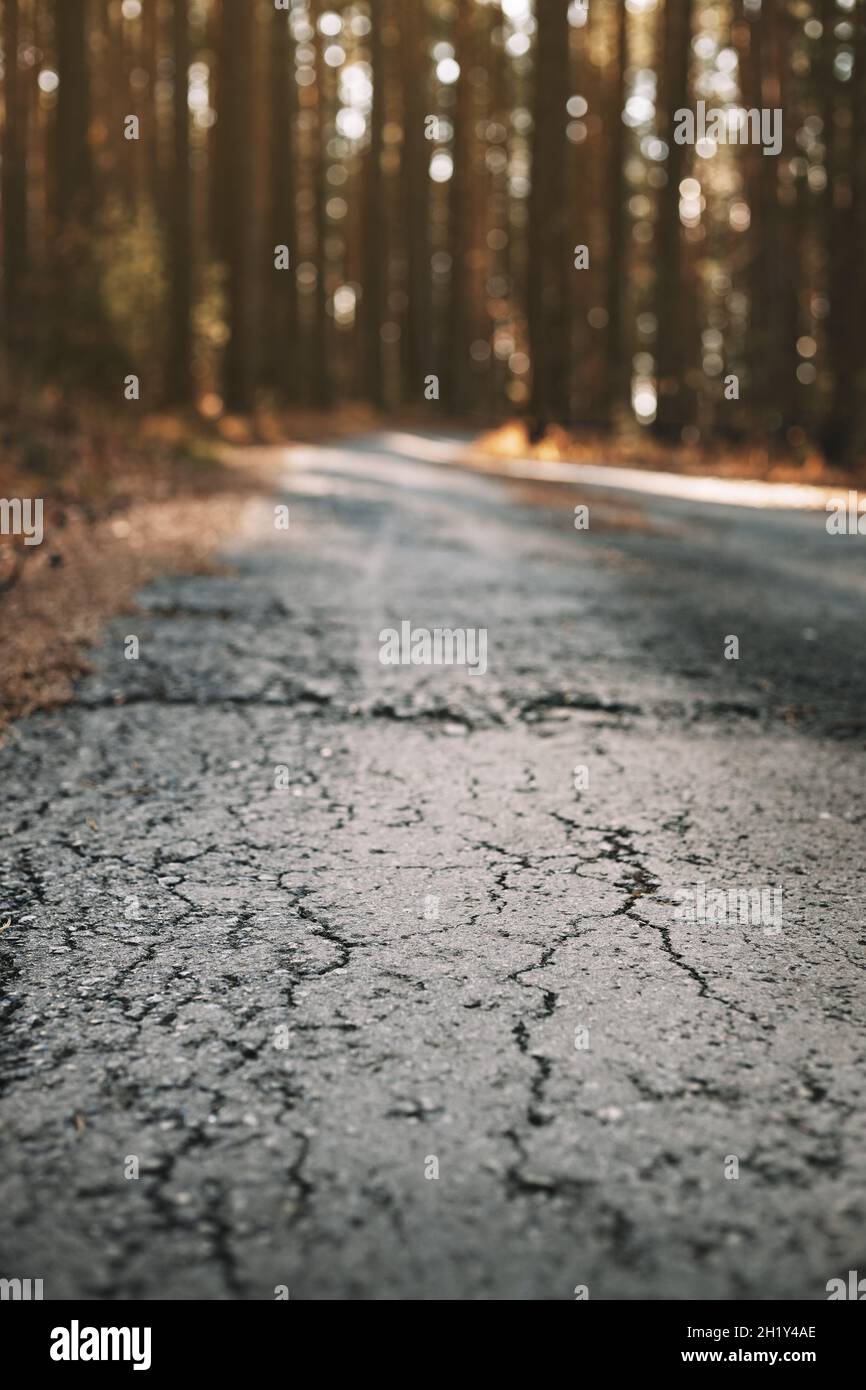 Old abandoned asphalt road in the autumn pine forest. Mystery autumn forest landscape. Beauty in nature. Vertical shot. Selective focus Stock Photo