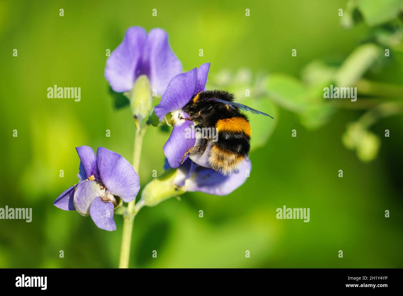 Buff-tailed bumblebee on purple flower in the meadow, Bombus terrestris bumblebee Stock Photo
