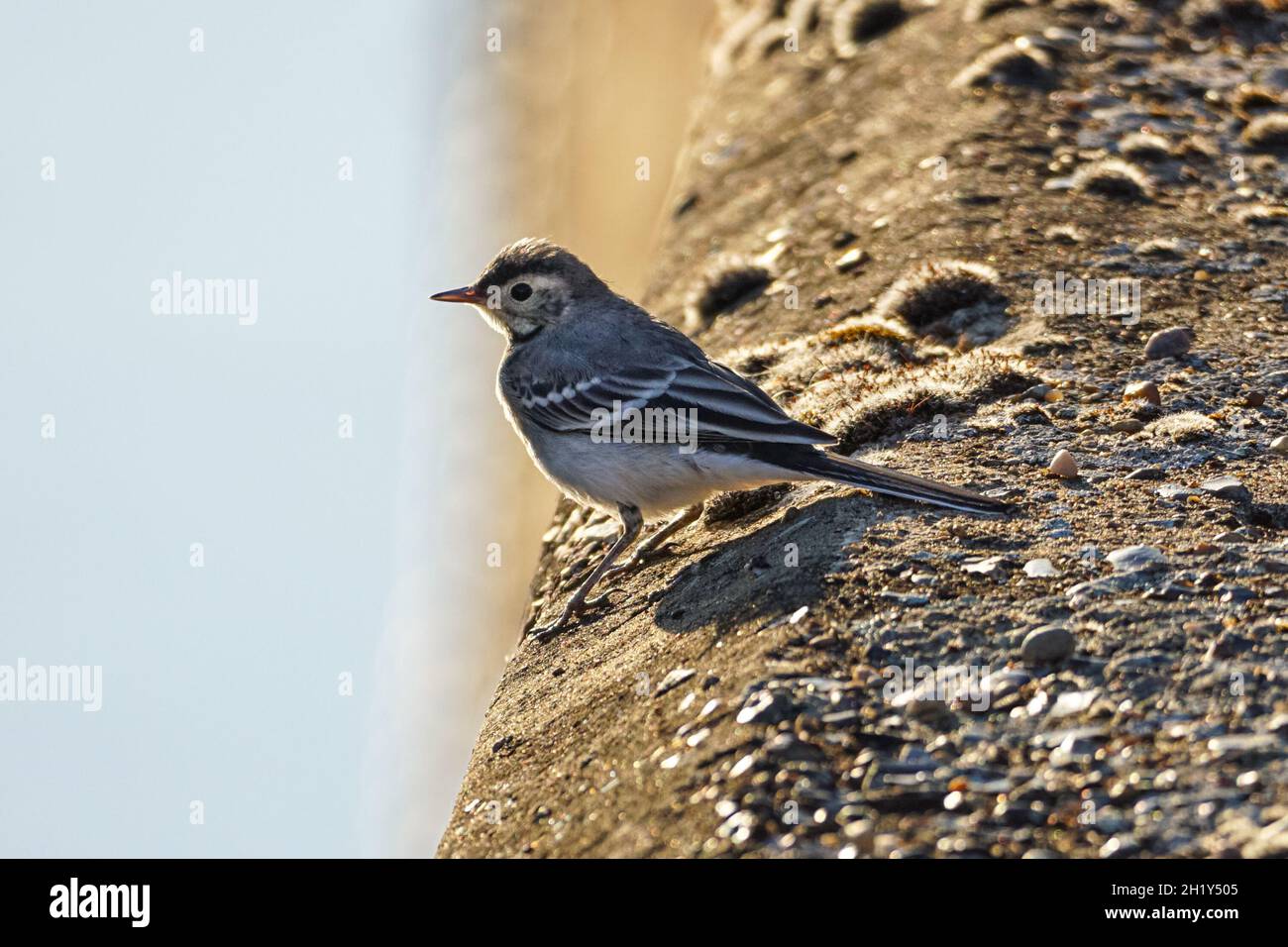 White wagtail, Motacilla alba on a bank of a river Stock Photo