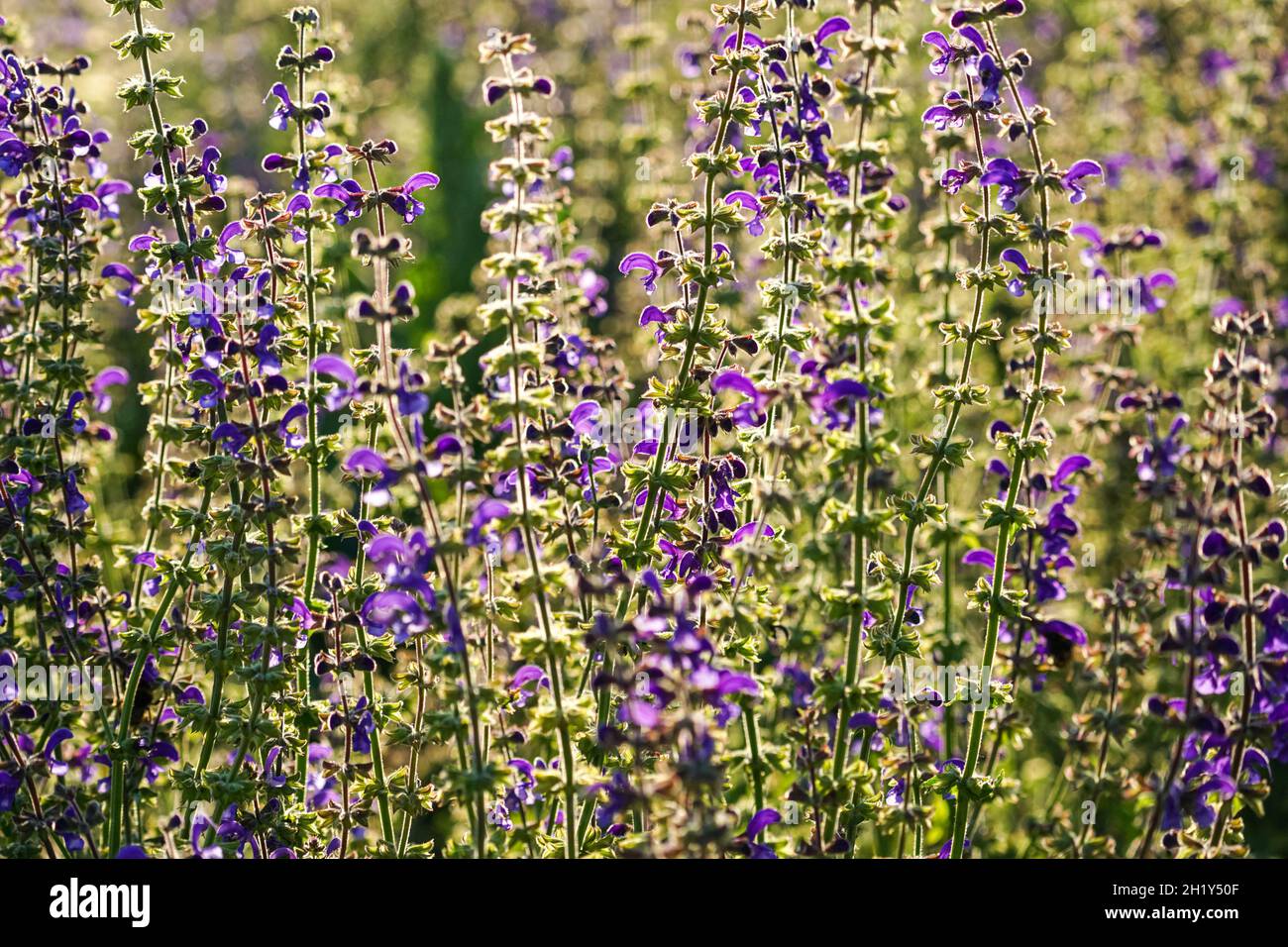 Purple wildflowers hi-res stock photography and images - Alamy
