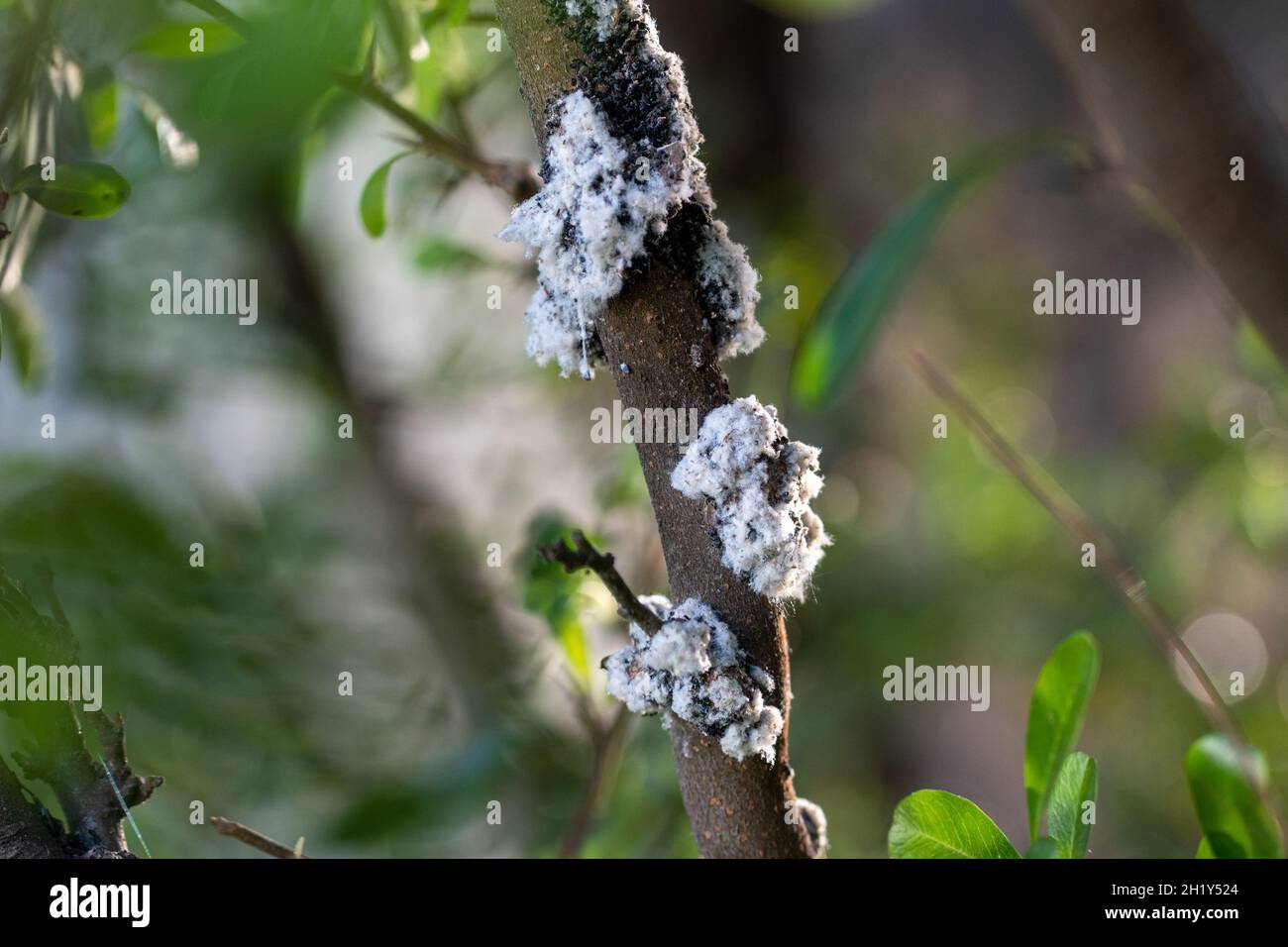 Closeup shot of a tree affected by Woolly aphid Stock Photo Alamy