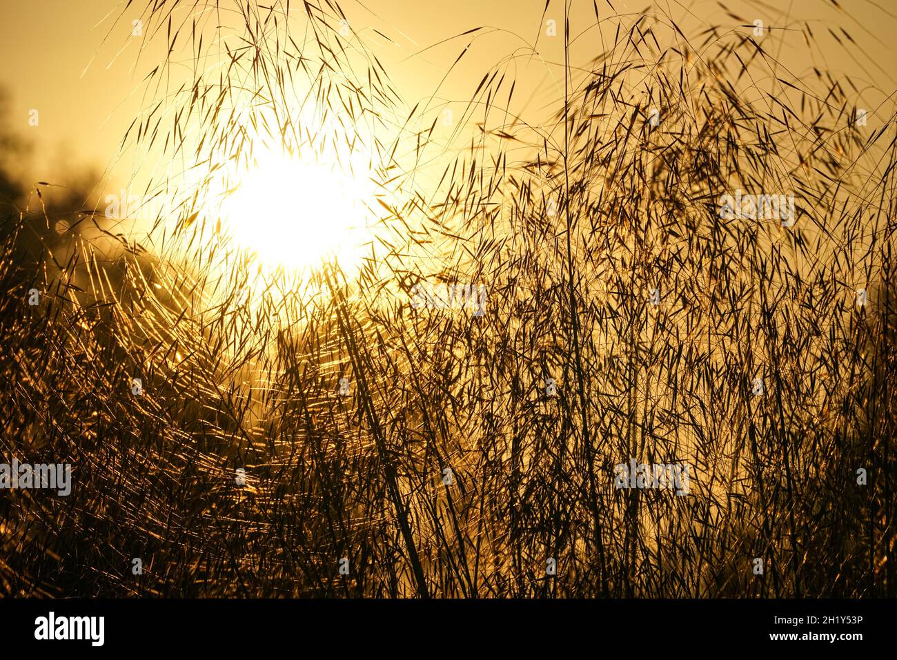 Silhouette of ornamental grass plants seen against the sun Stock Photo