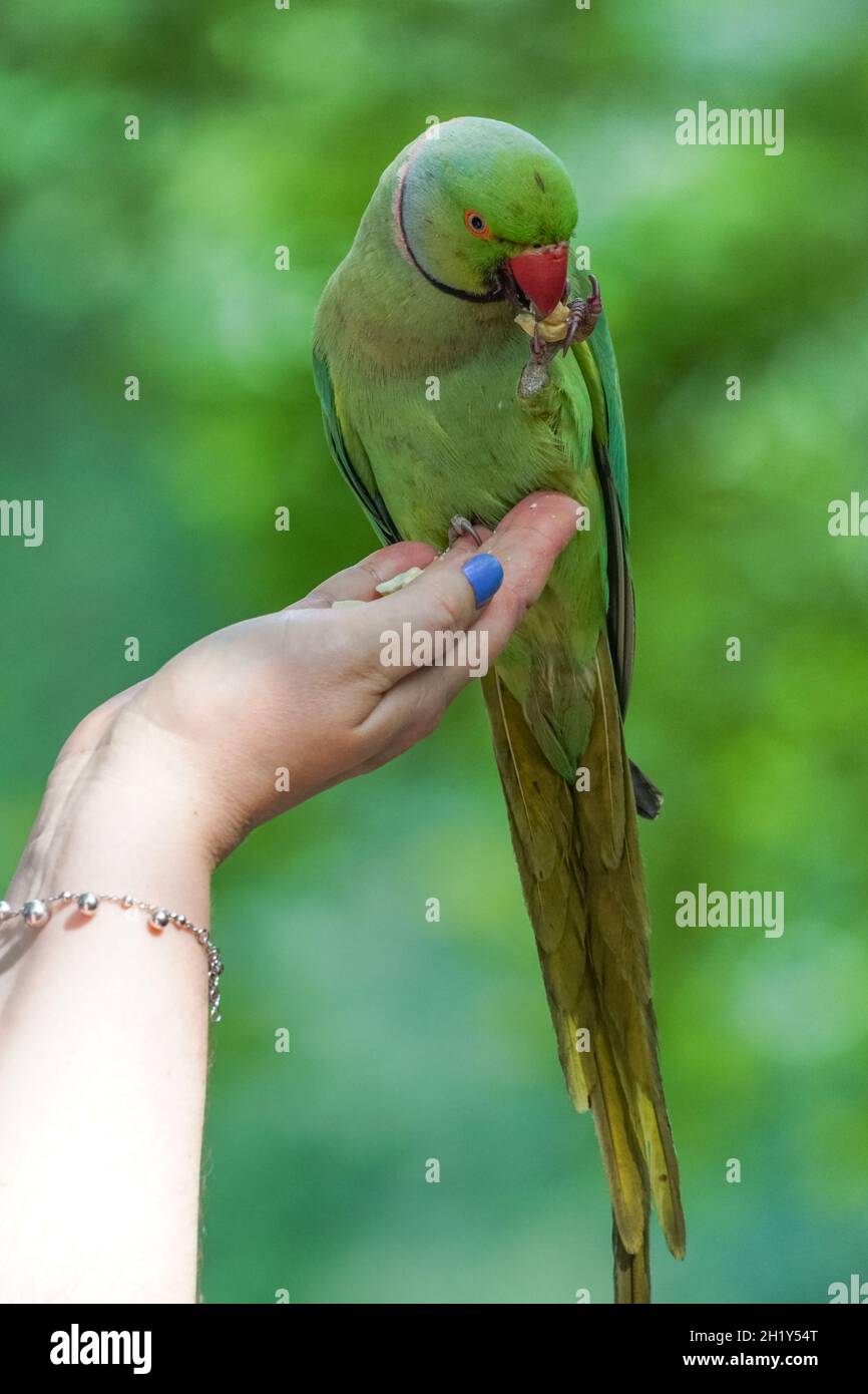 Woman hand feeding rose-ringed parakeet in St James's Park, London England United Kingdom UK Stock Photo