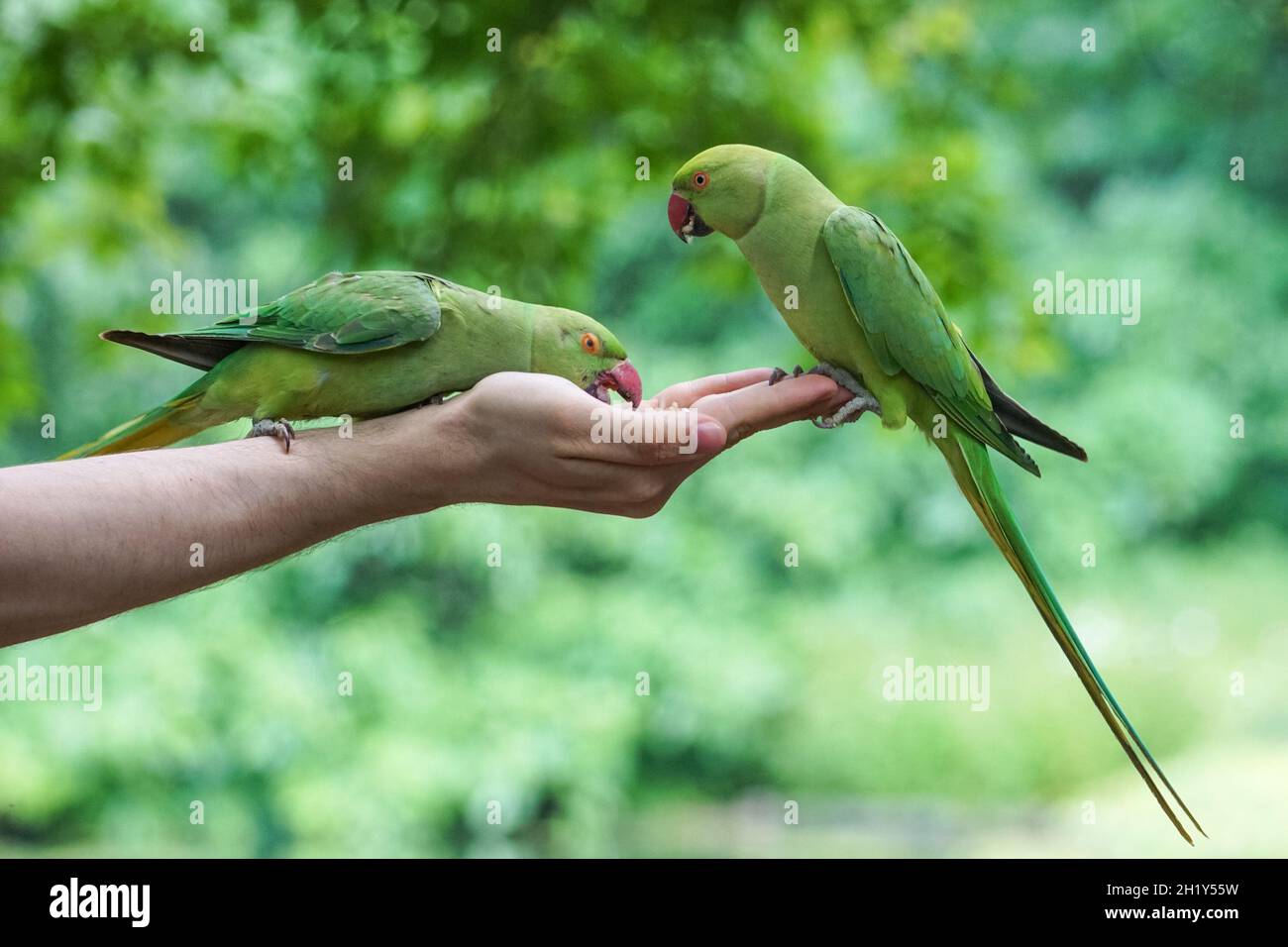 Woman hand feeding rose-ringed parakeet in St James's Park, London England United Kingdom UK Stock Photo