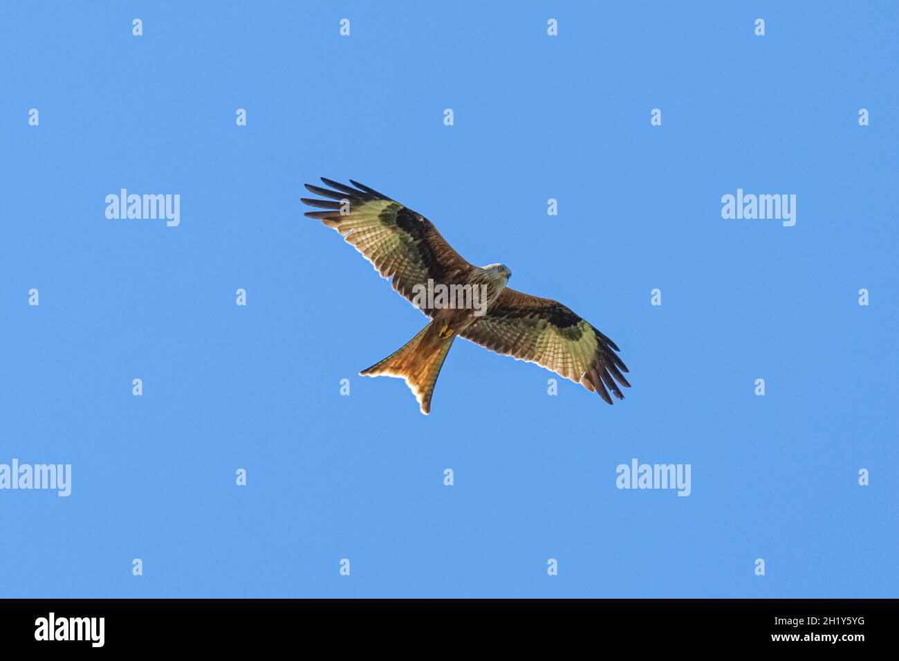 Red kite flying on a clear blue sky Stock Photo