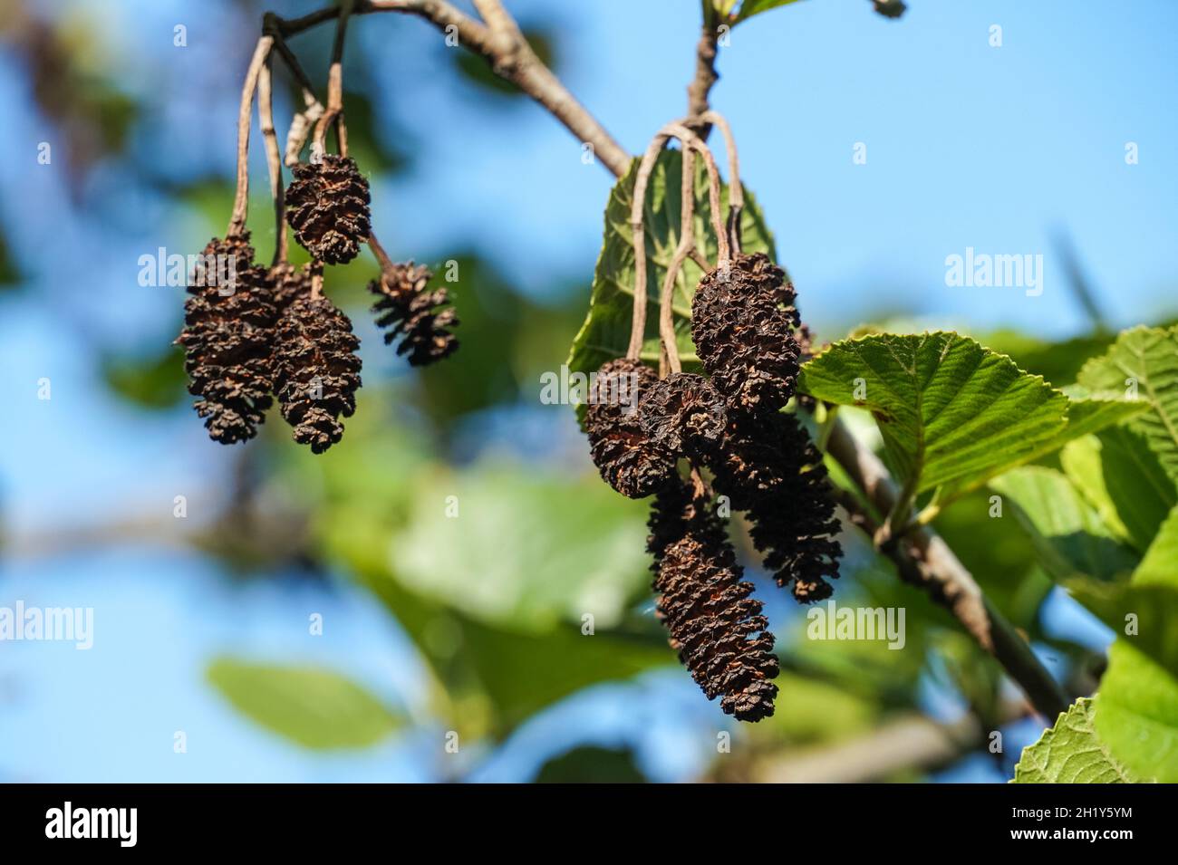 Male flowers of common alder tree during spring Stock Photo