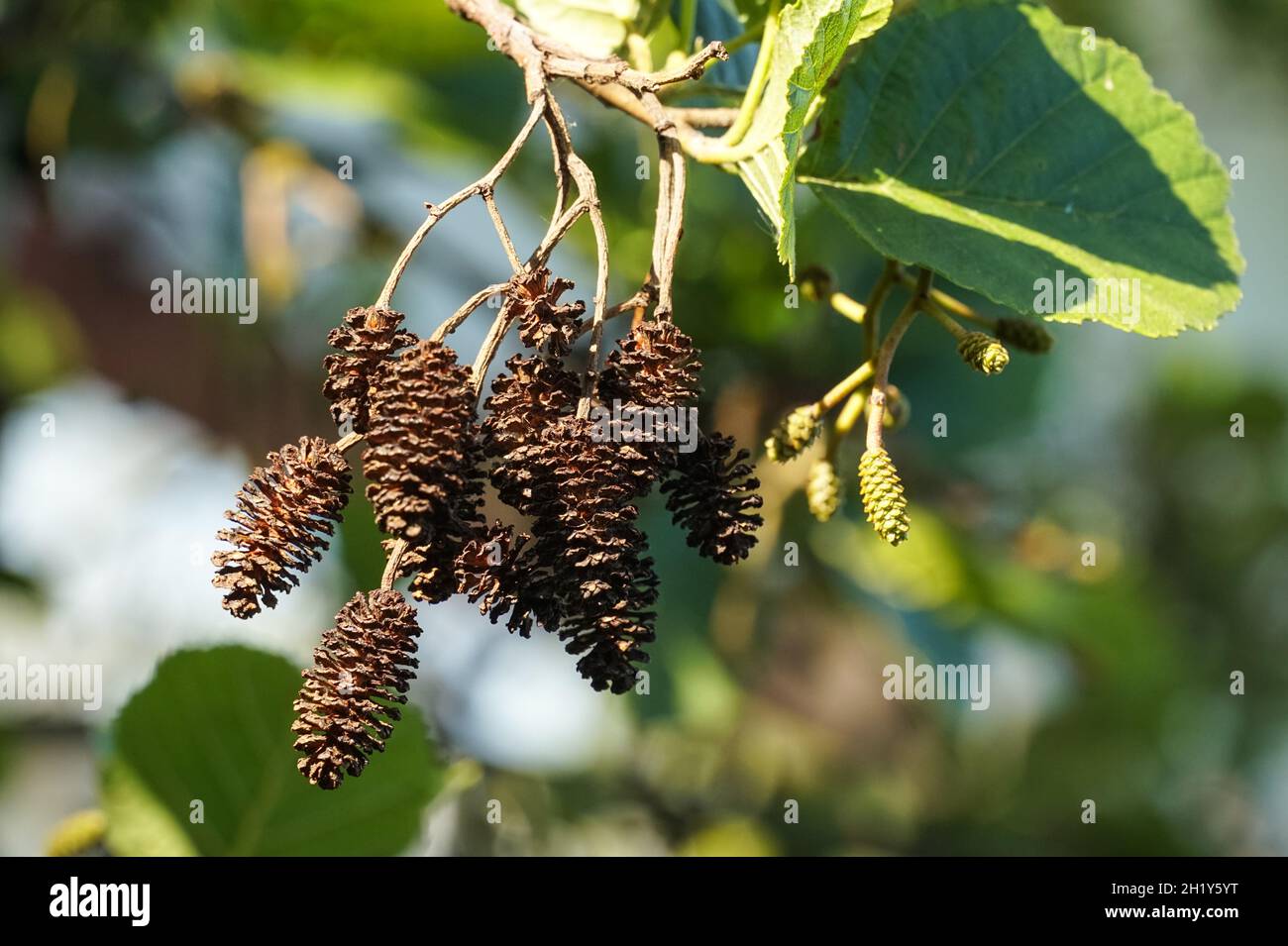 Male and female flowers of common alder tree during spring Stock Photo