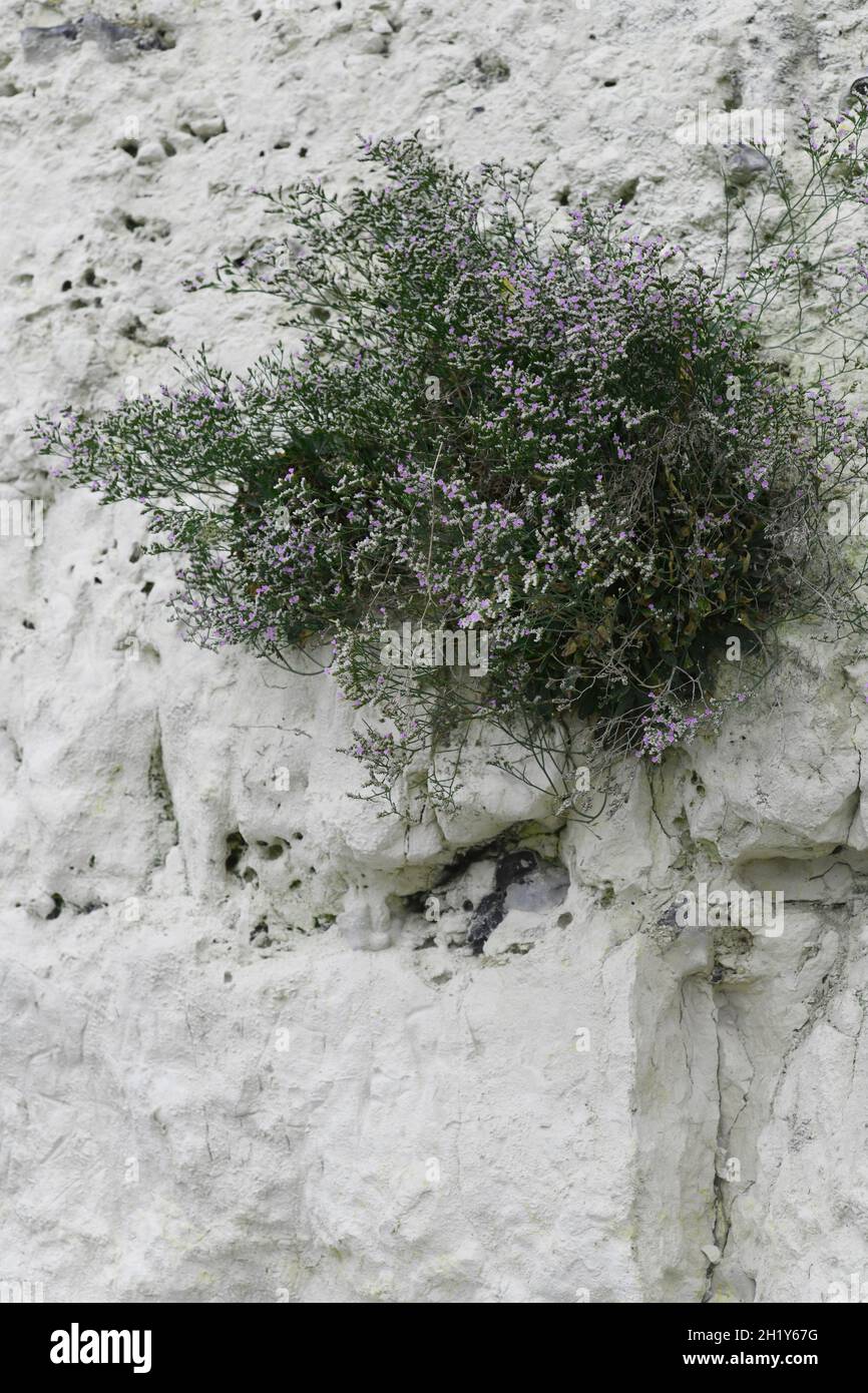 Shrub growing in the chalky cliff face Stock Photo