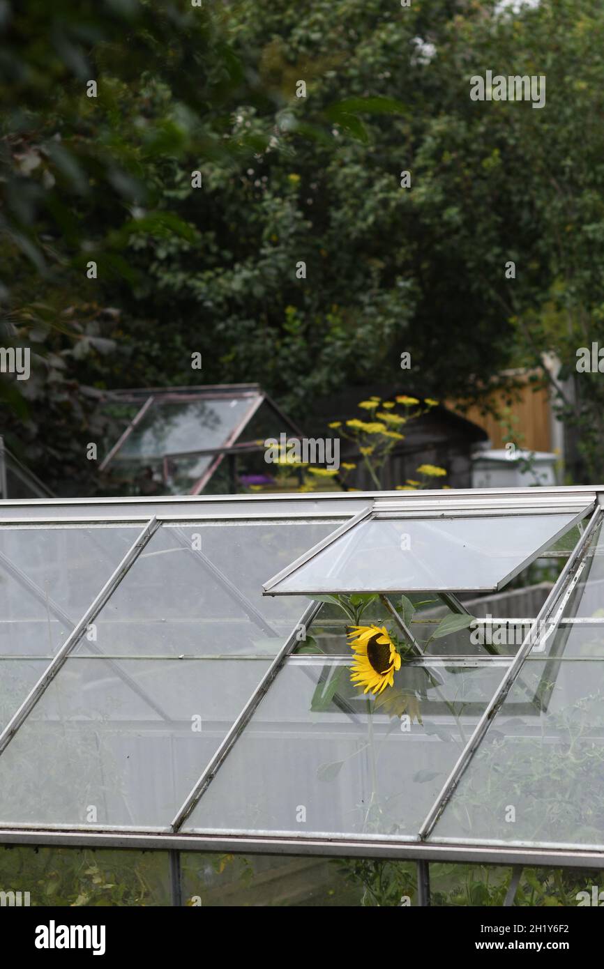Sunflower growing in a greenhouse Stock Photo