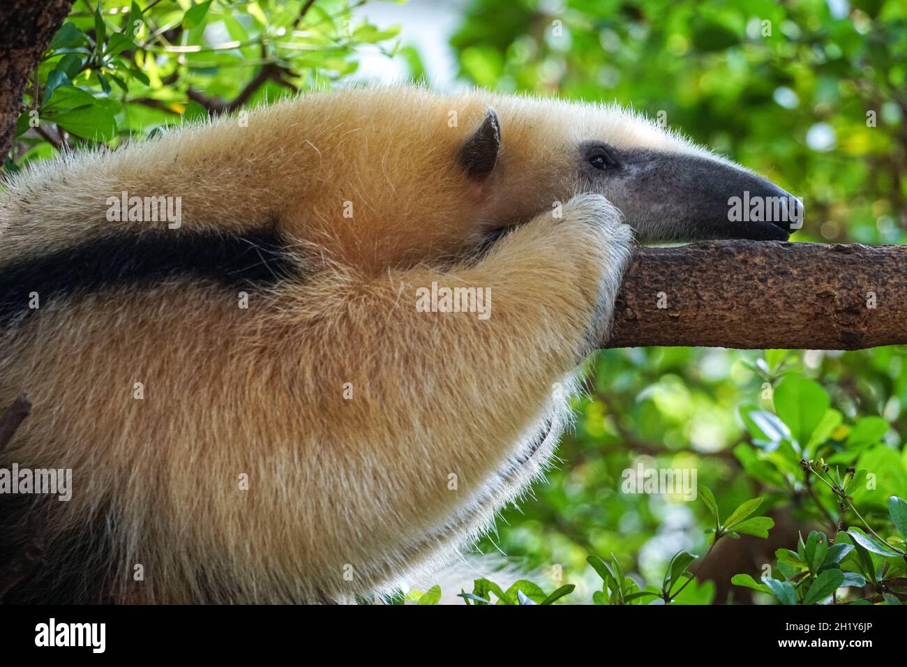 Southern Anteater (Tamandua tetradactyla) in defensive posture