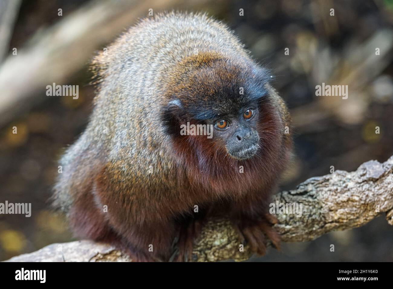 Coppery titi monkey on a tree, Plecturocebus cupreus Stock Photo Alamy