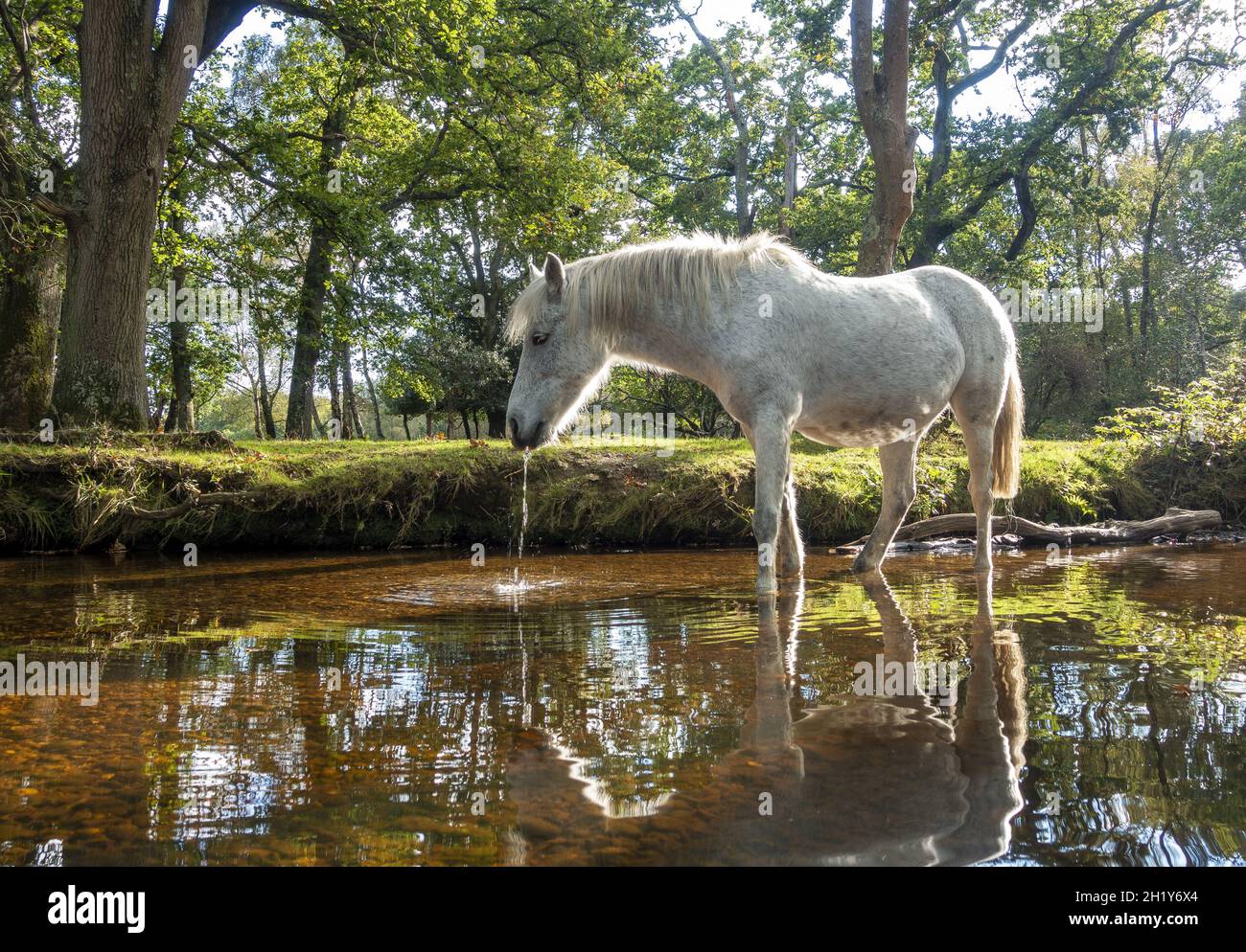 Wild horse drinking from the stream in the New Forest in Hampshire