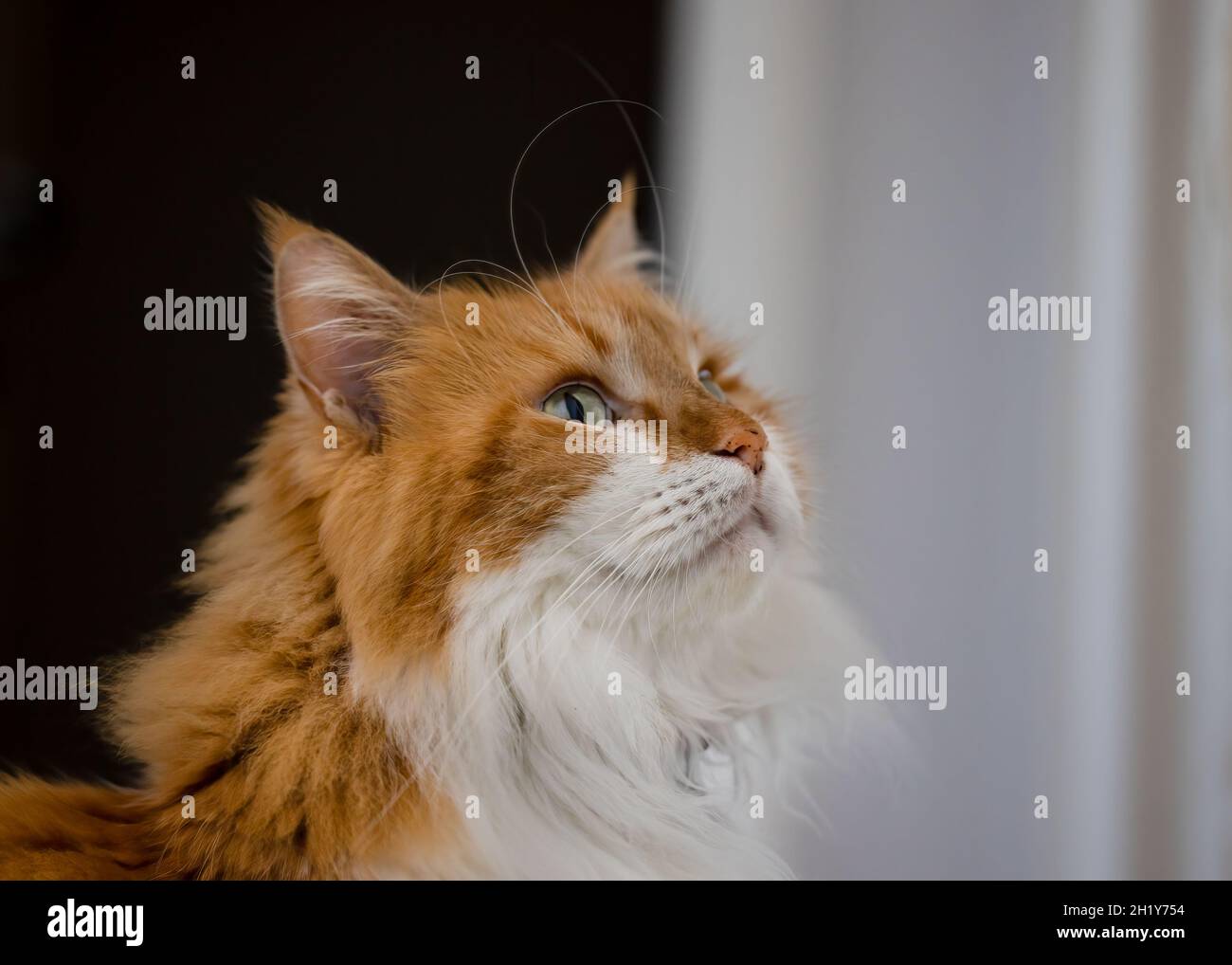 Maine Coon cat looking up Stock Photo