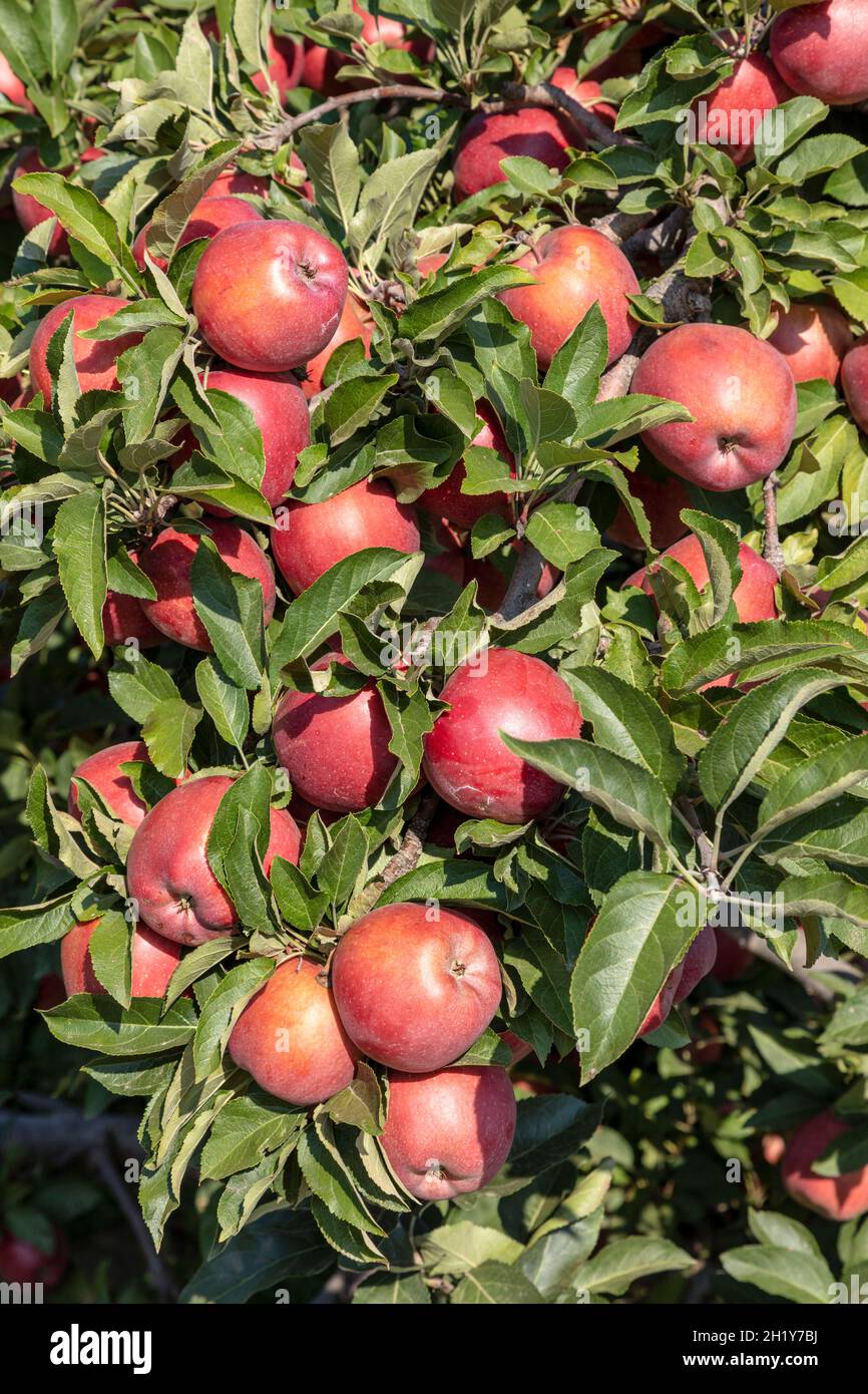 Red delicious apples, orchard, late Summer, Michigan, USA, by James D Coppinger/Dembinsky Photo Assoc Stock Photo