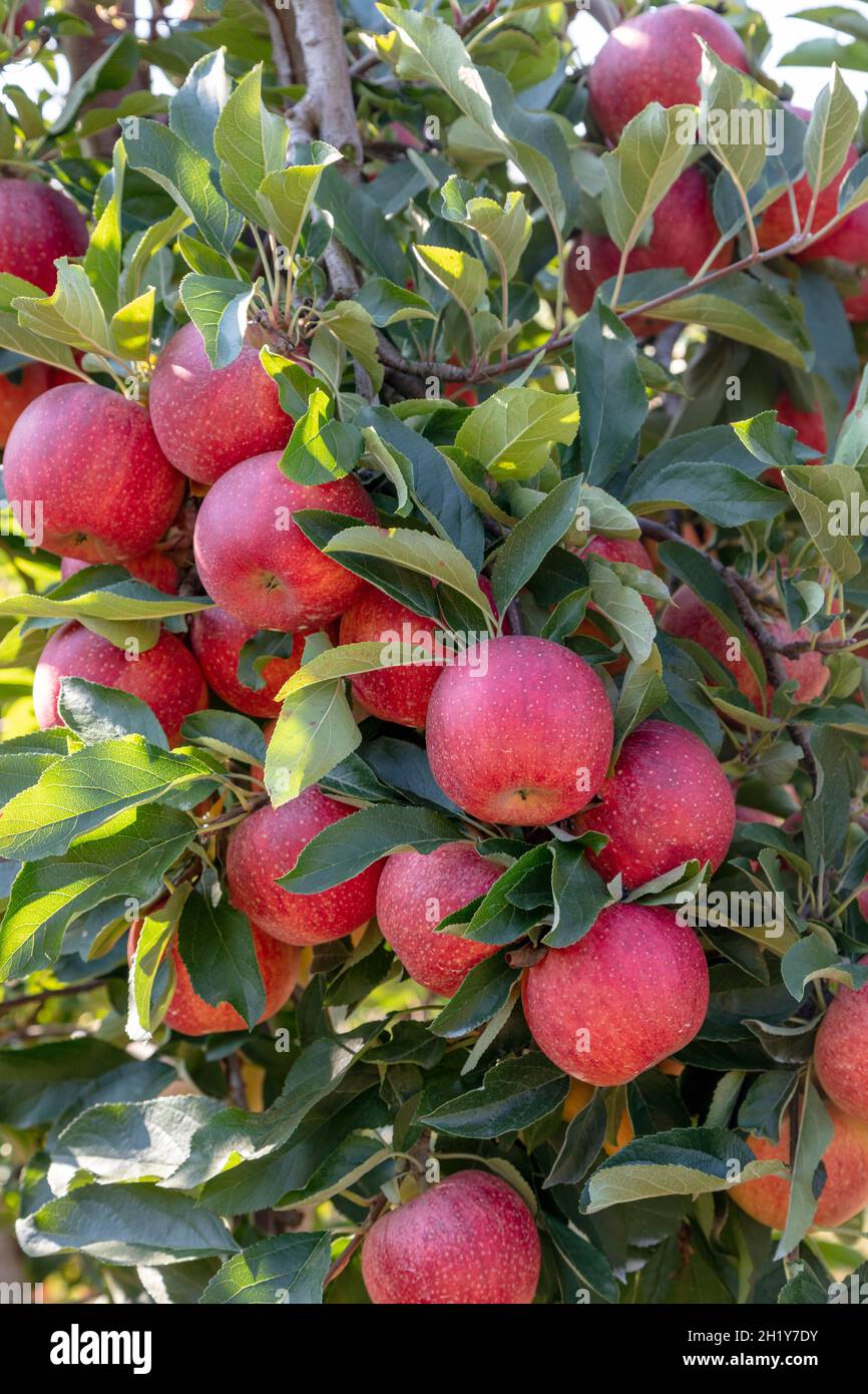 Gala apples, Fruit orchard, Michigan, USA, by James D Coppinger