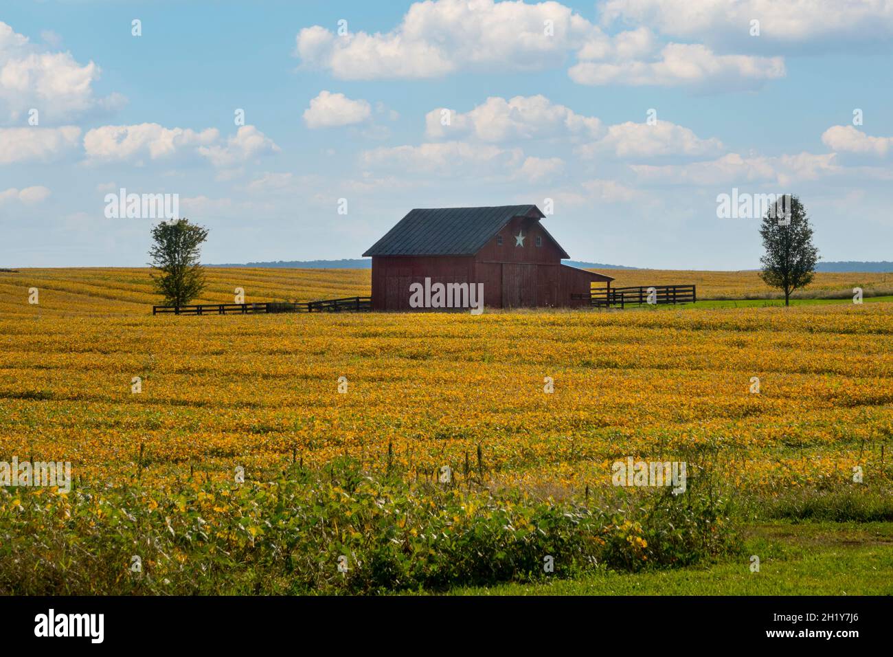USA West Virginia WV rural farm and barn in Charles Town with a crop of soybeans in the fall autumn Stock Photo