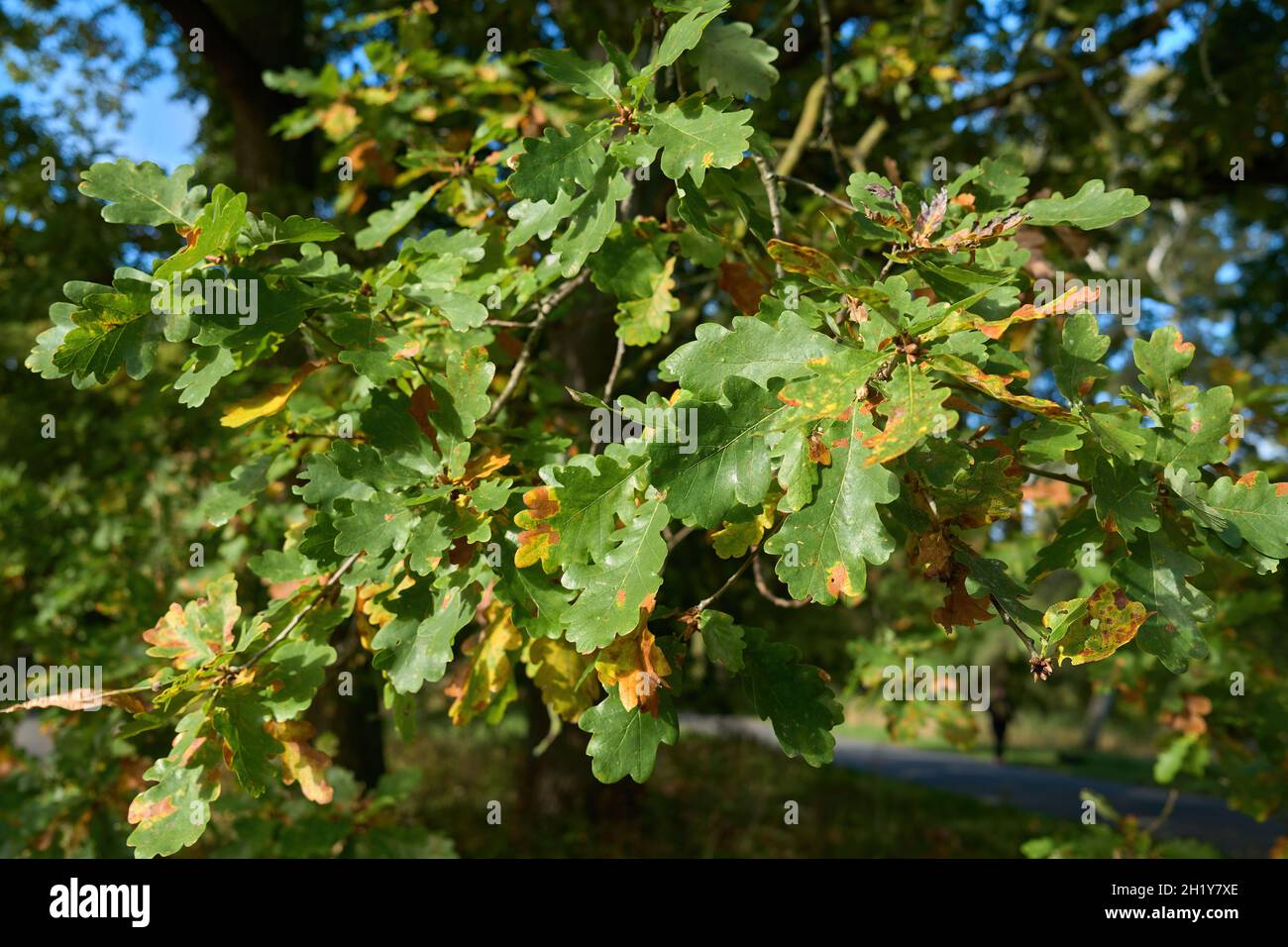 Blätter im Georgengarten, Herbst, Herrenhausen, Hannover, Deutschland / Germany Stock Photo