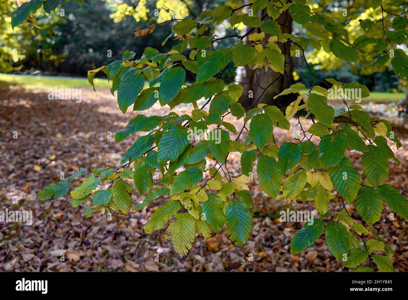 Blätter im Georgengarten, Herbst, Herrenhausen, Hannover, Deutschland / Germany Stock Photo