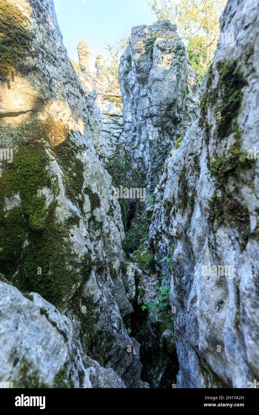 vans half cab orange