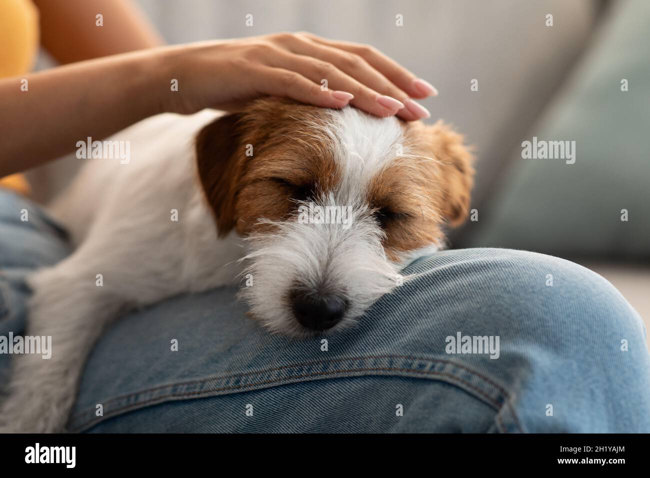 Cute fluffy jack russel puppy sleeping on owner laps Stock Photo Alamy — free download