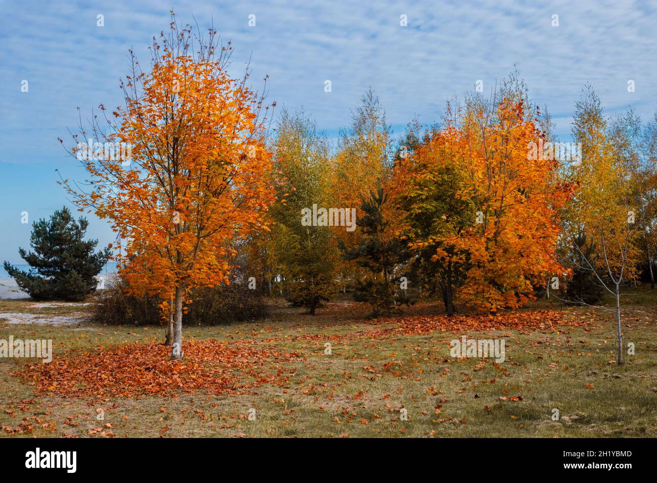 Beautiful autumn scenery with many trees and blue sky Stock Photo - Alamy