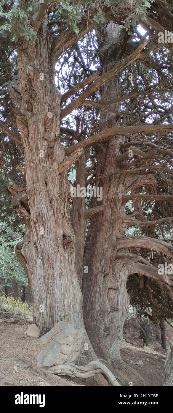 Juniperus thurifera (Spanish juniper) in Chelia national park, Aures mountains Stock Photo
