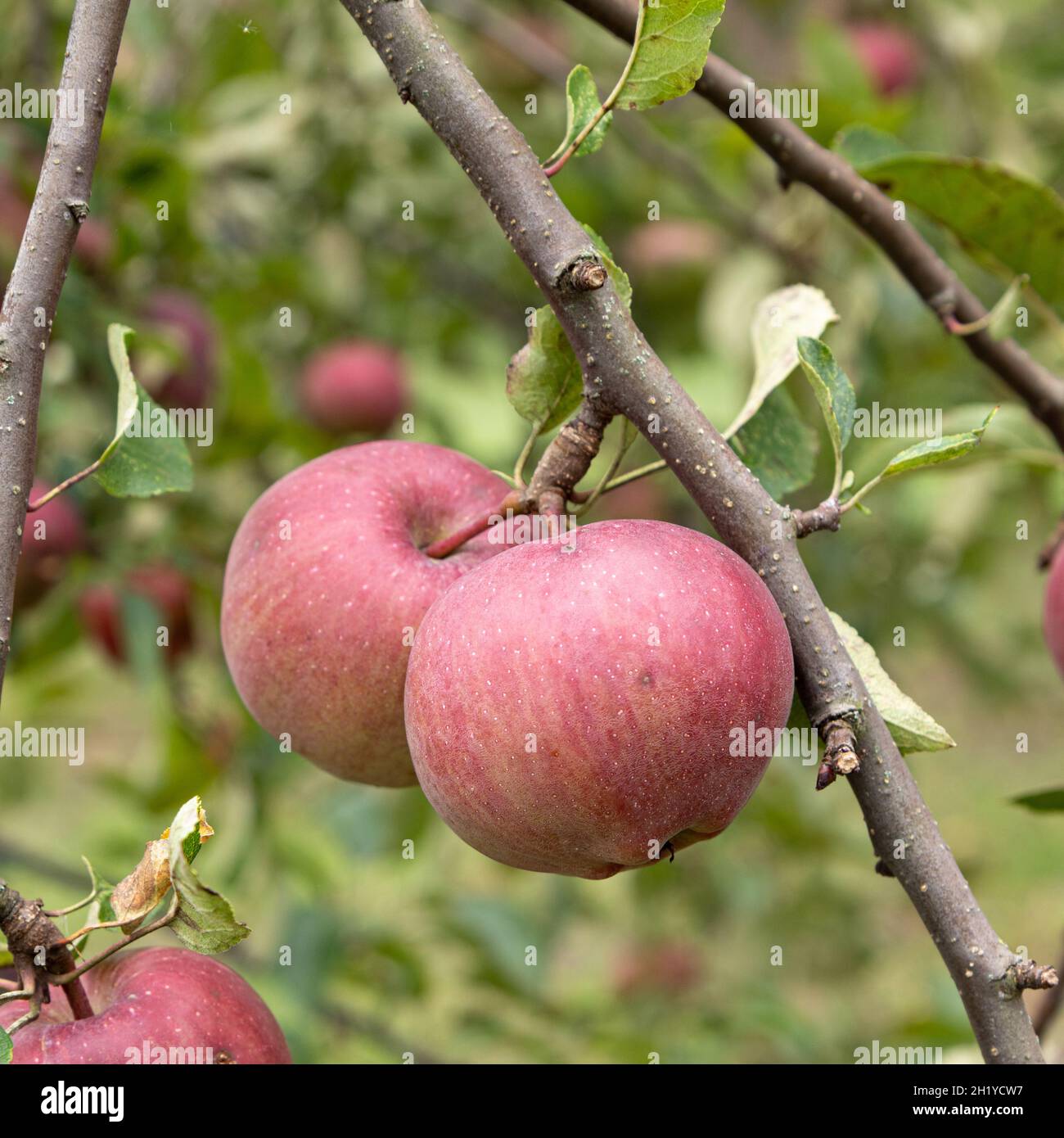 two red ripe apples hanging on branch against background of green foliage, fruits in garden, side view, close-up Stock Photo