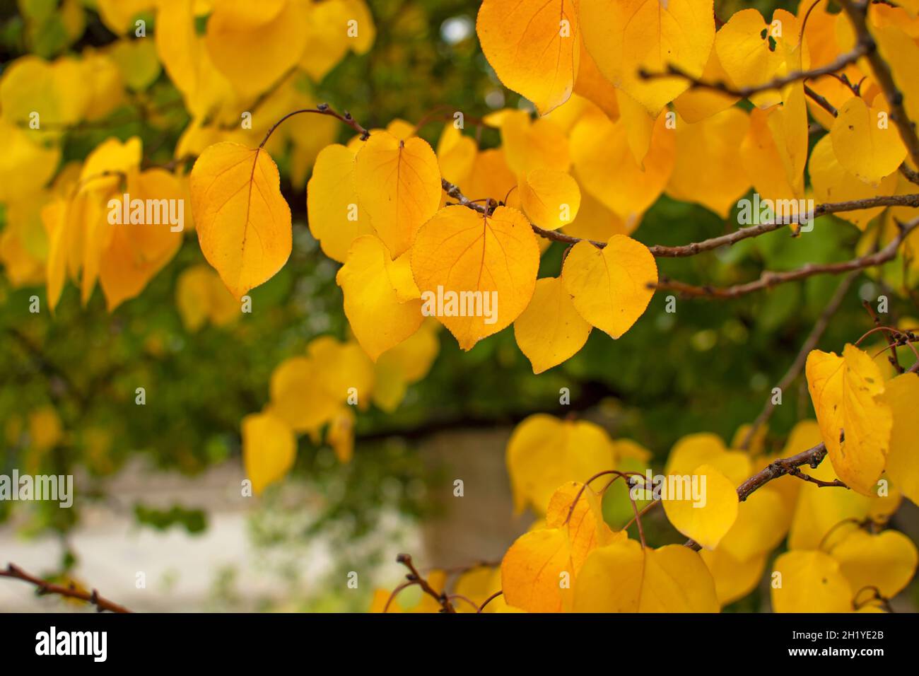 Autumn leaves in the sun. Fall blurred background. Stock Photo